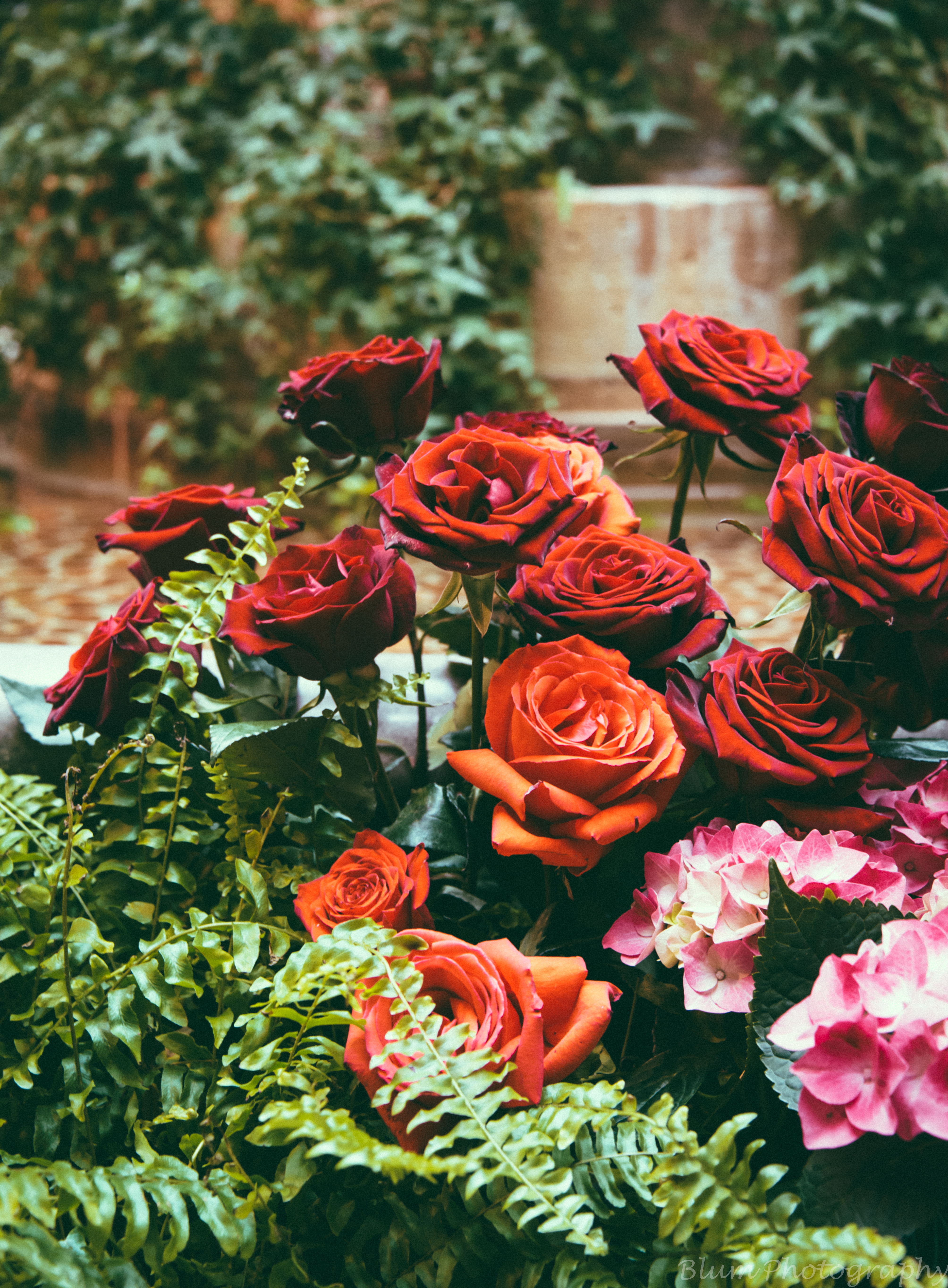 bloom, roses, flowerbed, flowers, red, flowering, flower bed, hydrangeas Full HD