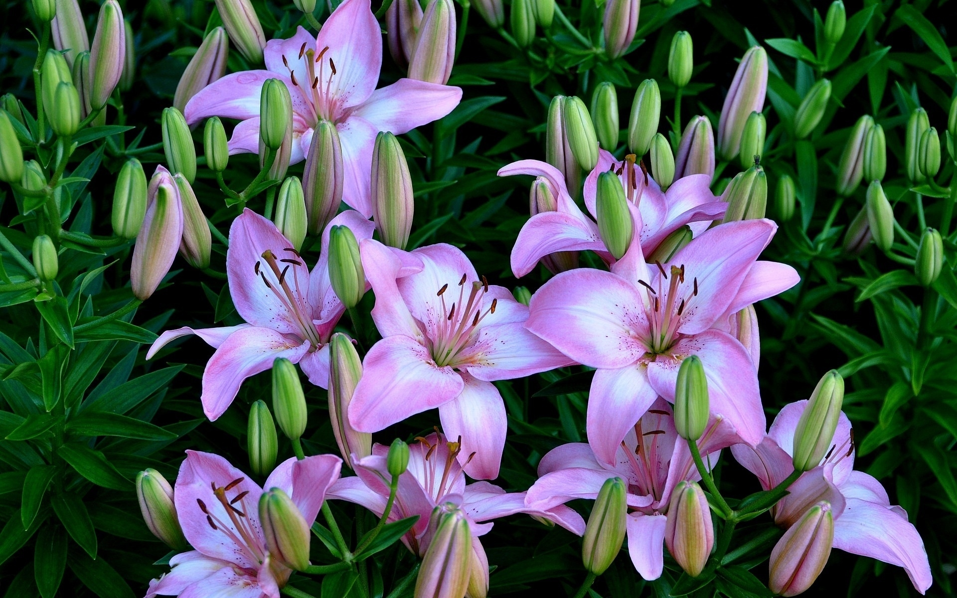 Descarga gratis la imagen Flores, Hoja, Lirio, Flor Purpura, Tierra/naturaleza en el escritorio de tu PC