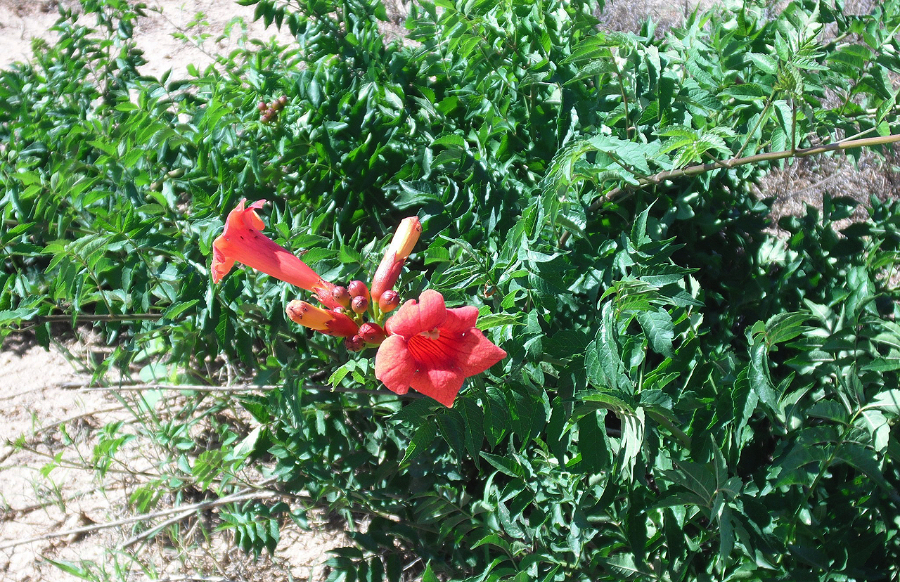 Handy-Wallpaper Blume, Rote Blume, Erde/natur kostenlos herunterladen.