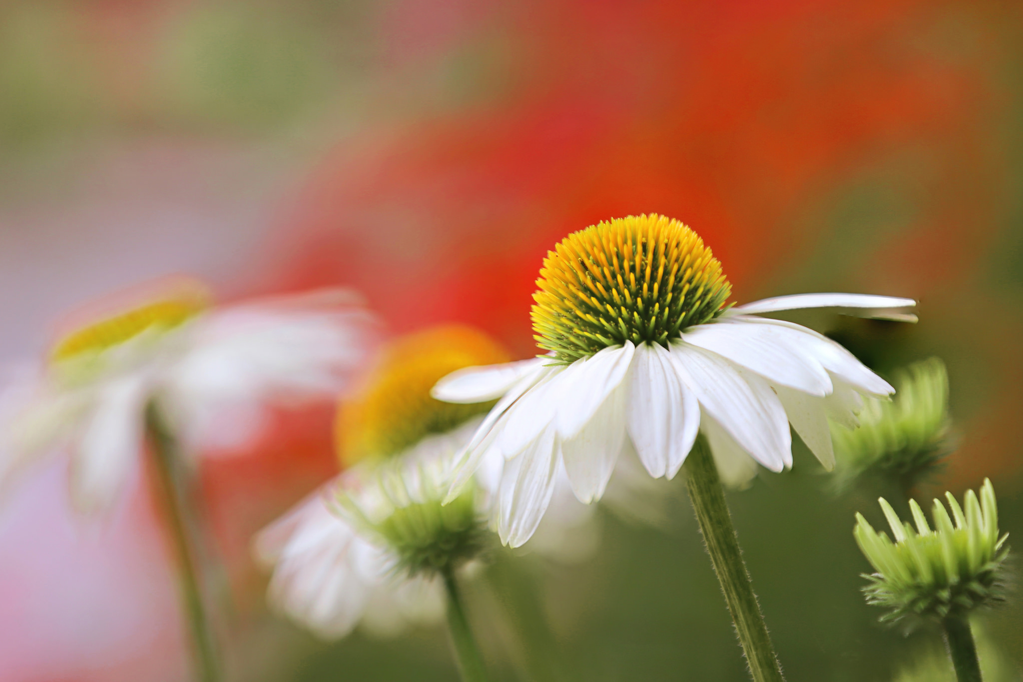 Laden Sie das Natur, Blumen, Blume, Nahansicht, Verwischen, Gänseblümchen, Weiße Blume, Erde/natur-Bild kostenlos auf Ihren PC-Desktop herunter