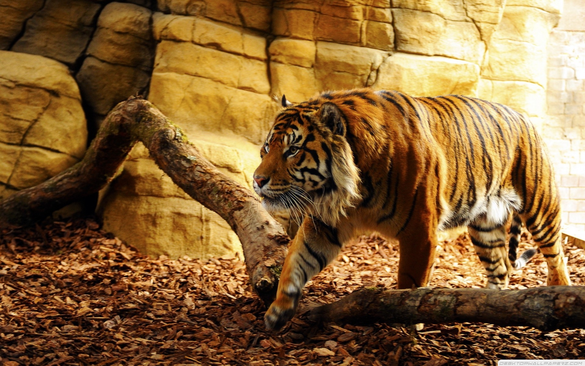 Download mobile wallpaper Tiger, Animal for free.