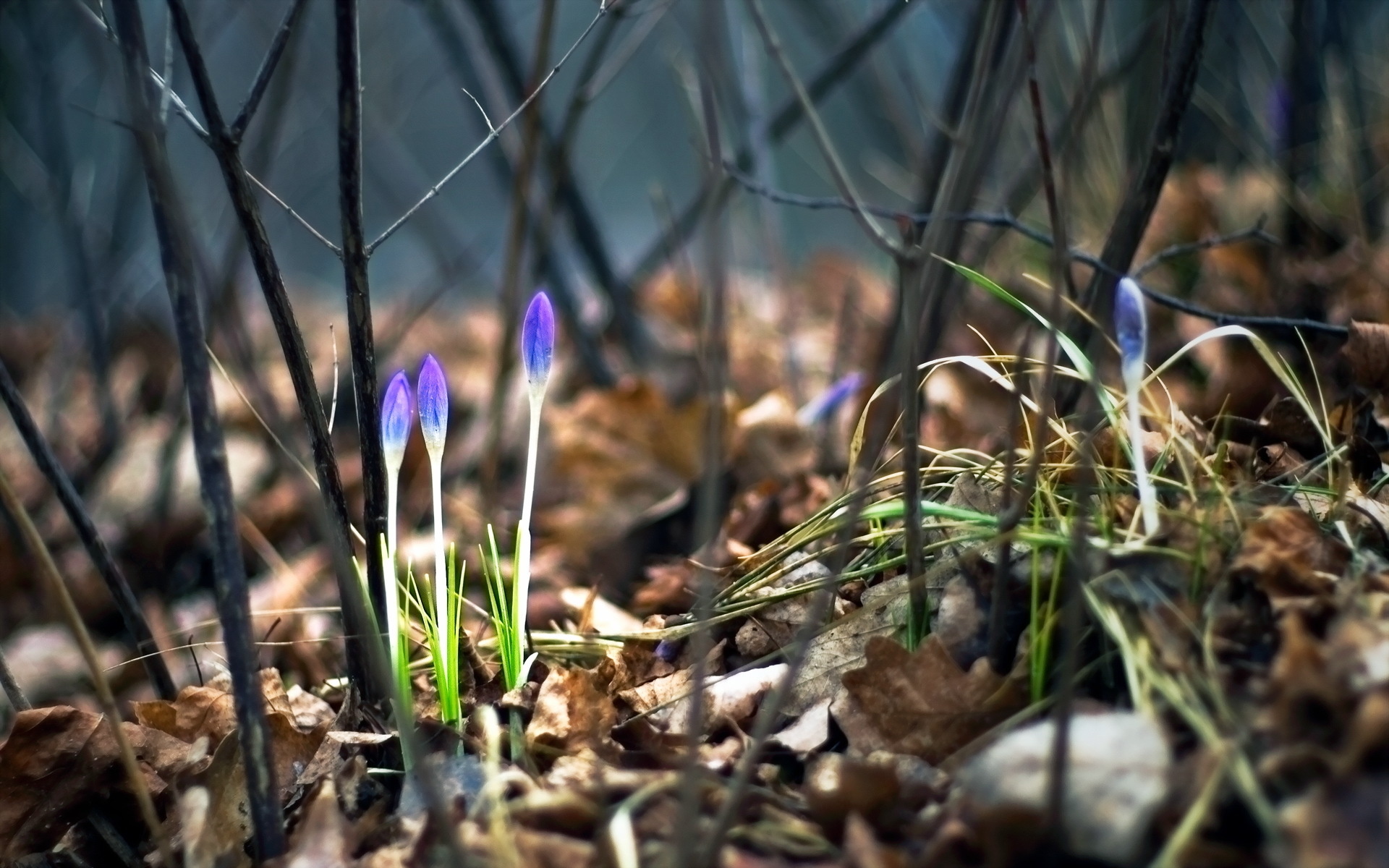 Téléchargez gratuitement l'image Fleurs, Fleur, Terre/nature sur le bureau de votre PC