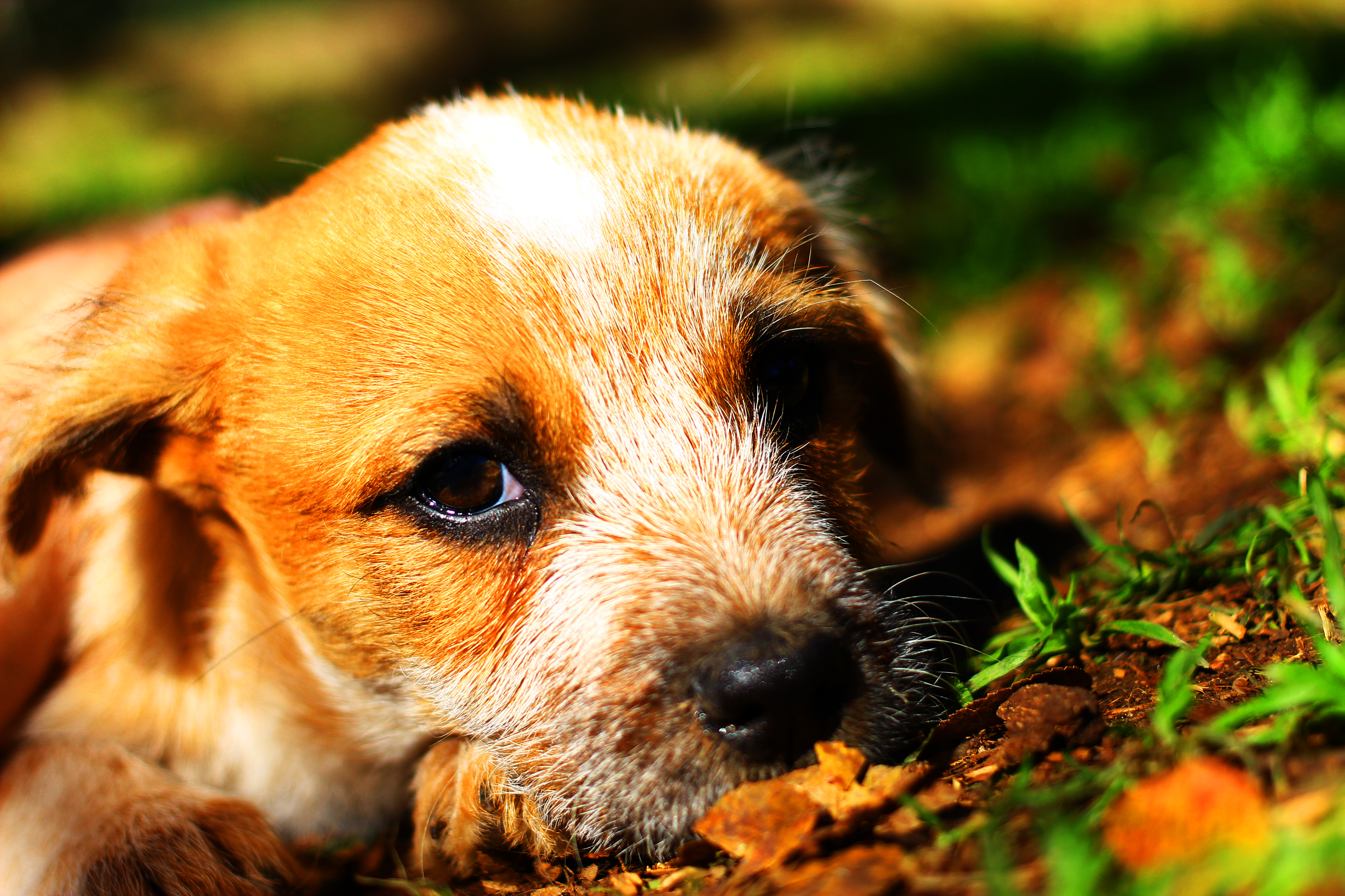 Download mobile wallpaper Close Up, Puppy, Dogs, Baby Animal, Dog, Animal for free.