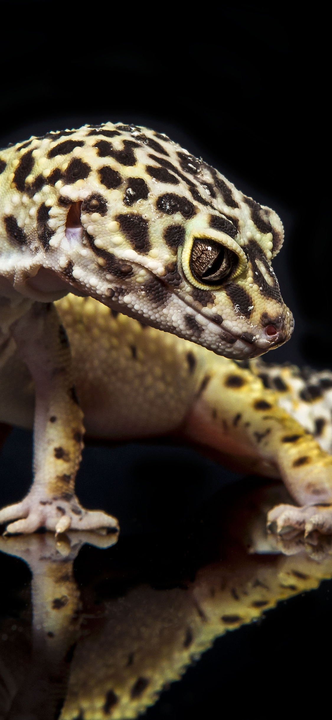 1305202 descargar fondo de pantalla animales, gecko leopardo: protectores de pantalla e imágenes gratis