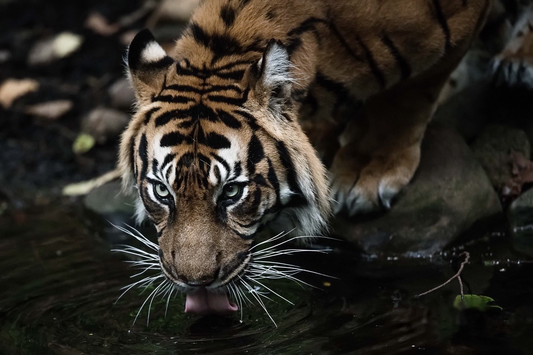 Handy-Wallpaper Tiere, Katzen, Tiger kostenlos herunterladen.