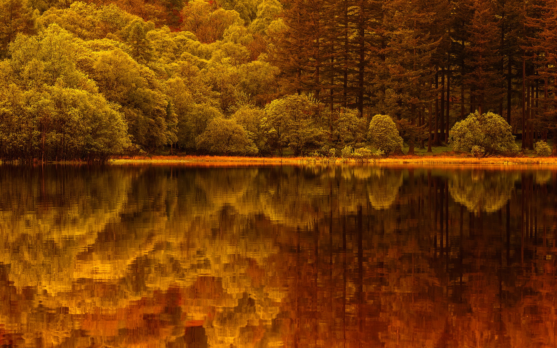 Download mobile wallpaper Reflection, Forest, Fall, Earth for free.