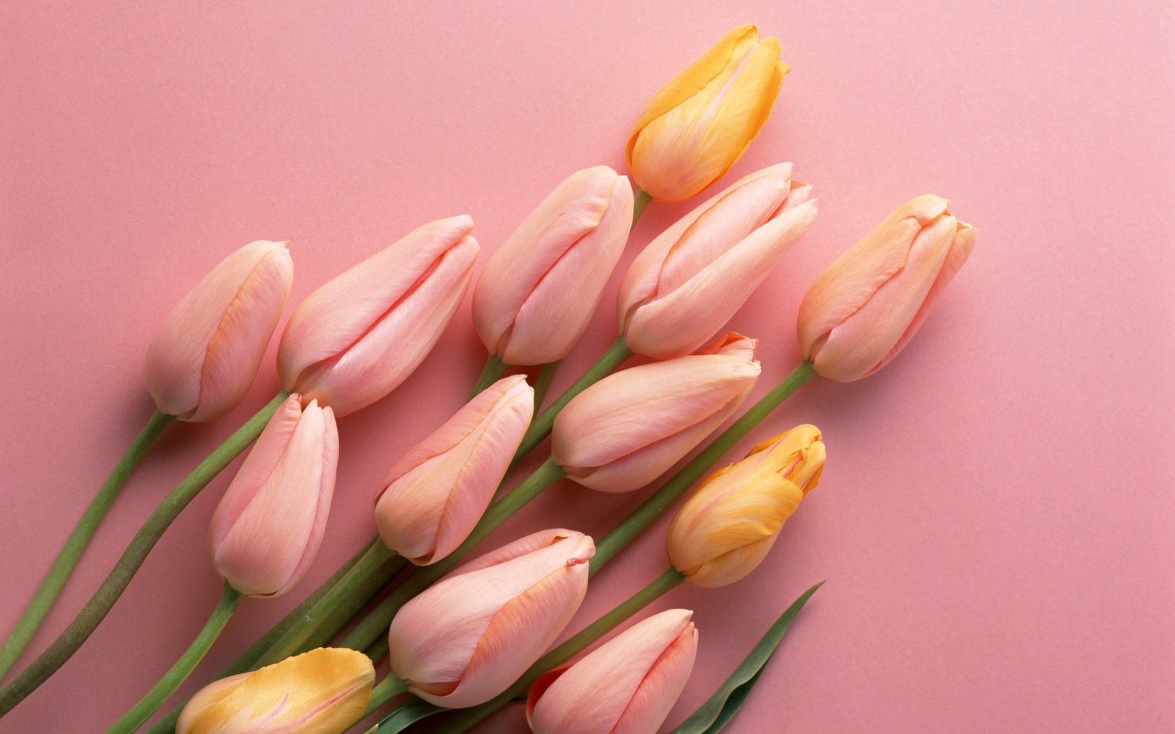 tulips, buds, flowers, to lie down, lie HD wallpaper