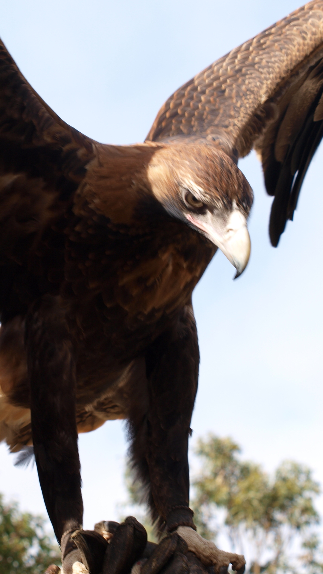 Handy-Wallpaper Tiere, Vögel, Adler kostenlos herunterladen.