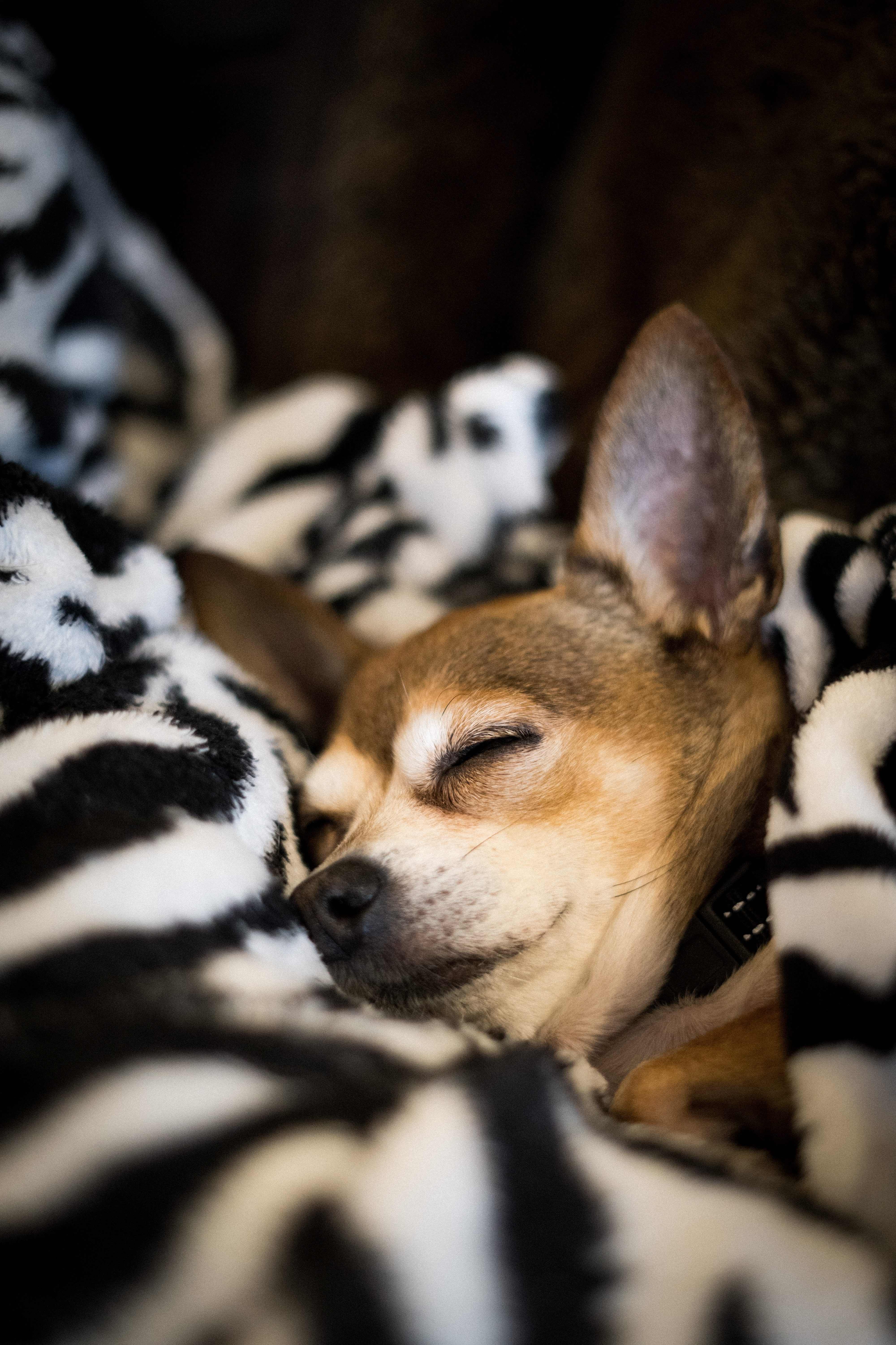 PCデスクトップに動物, ペット, 睡眠, 夢, 毛布, チワワ, 犬画像を無料でダウンロード