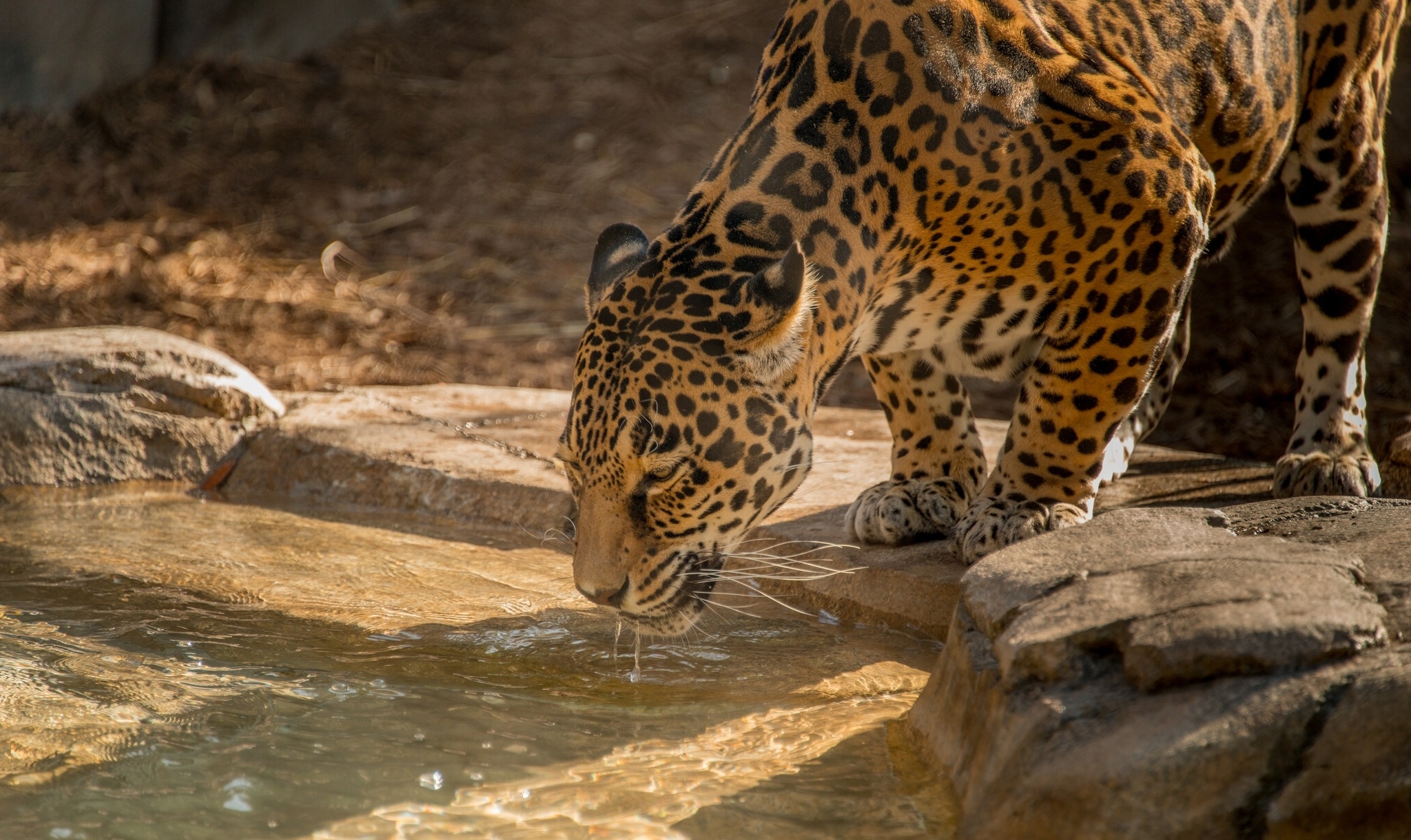 Descarga gratuita de fondo de pantalla para móvil de Animales, Gatos, Leopardo.