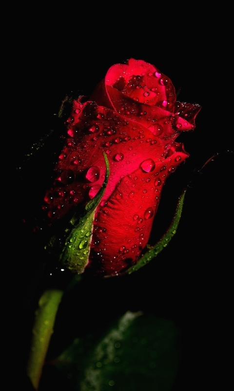 Скачать картинку Капли, Цветок, Роза, Бутон, Красная Роза, Красный Цветок, Земля/природа, Капля Воды, Флауэрсы в телефон бесплатно.