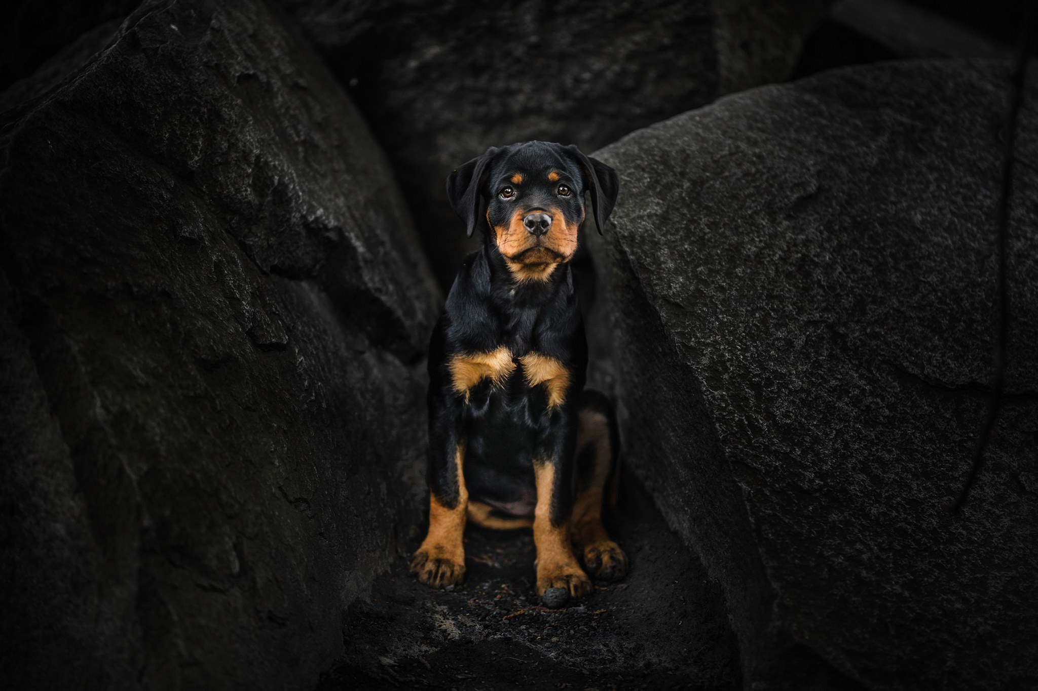 Free download wallpaper Dogs, Dog, Animal, Puppy, Rottweiler, Stare on your PC desktop