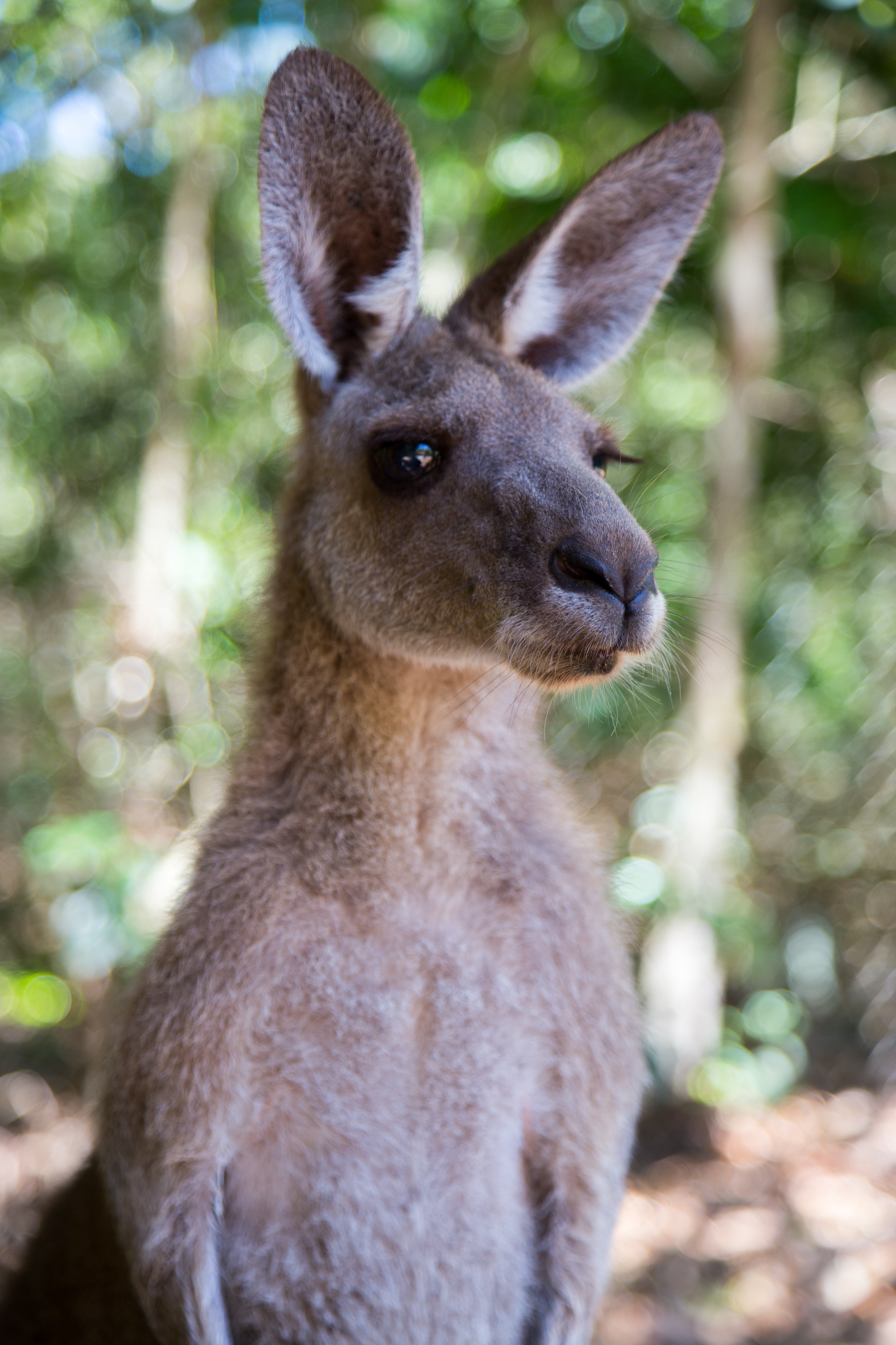 141425 скачать обои кенгуру, дикая природа, животные, размытость, уши - заставки и картинки бесплатно