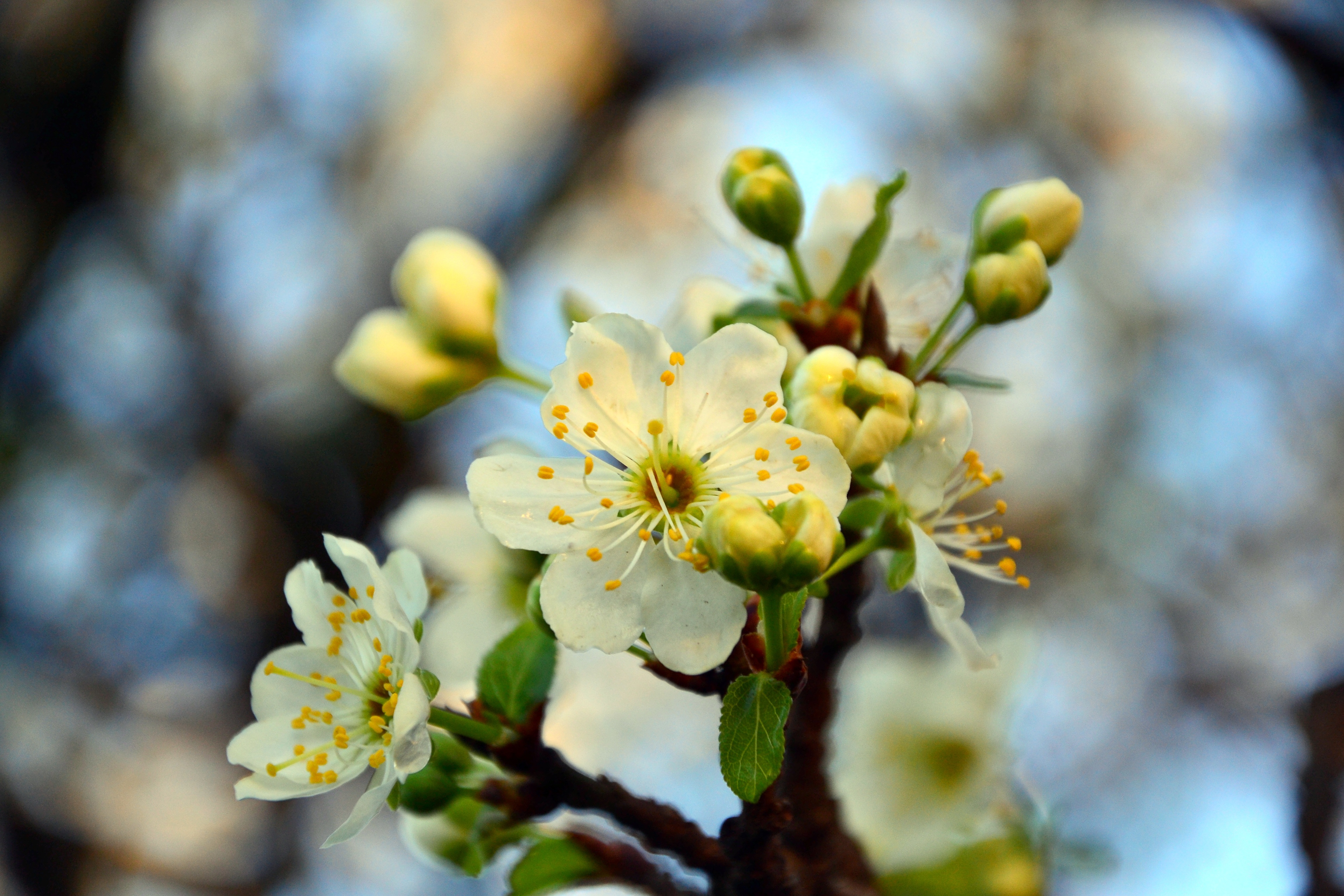 Laden Sie das Kirsche, Makro, Blühen, Blühenden, Zweig, Ast, Frühling-Bild kostenlos auf Ihren PC-Desktop herunter