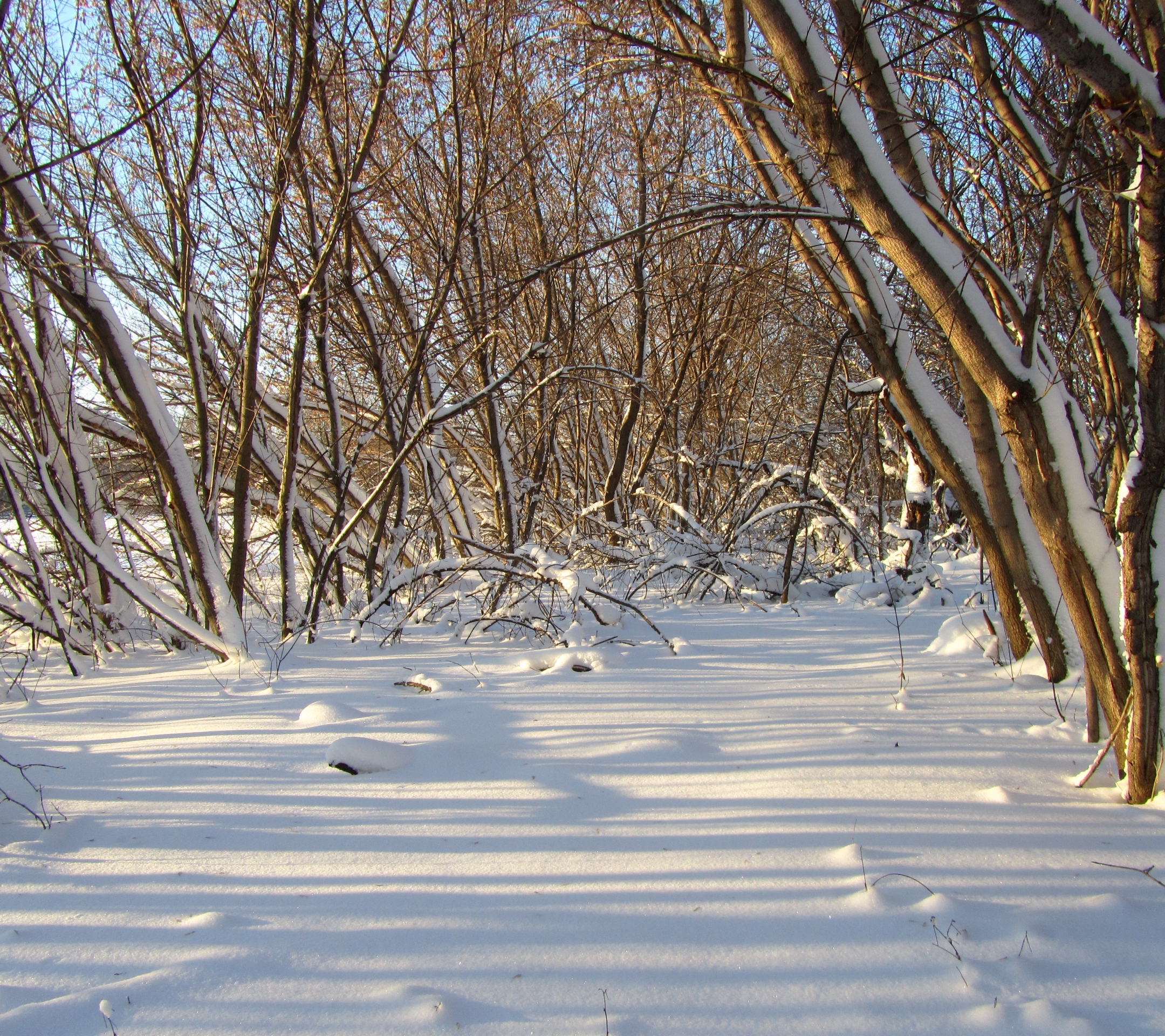 Descarga gratis la imagen Invierno, Fotografía en el escritorio de tu PC