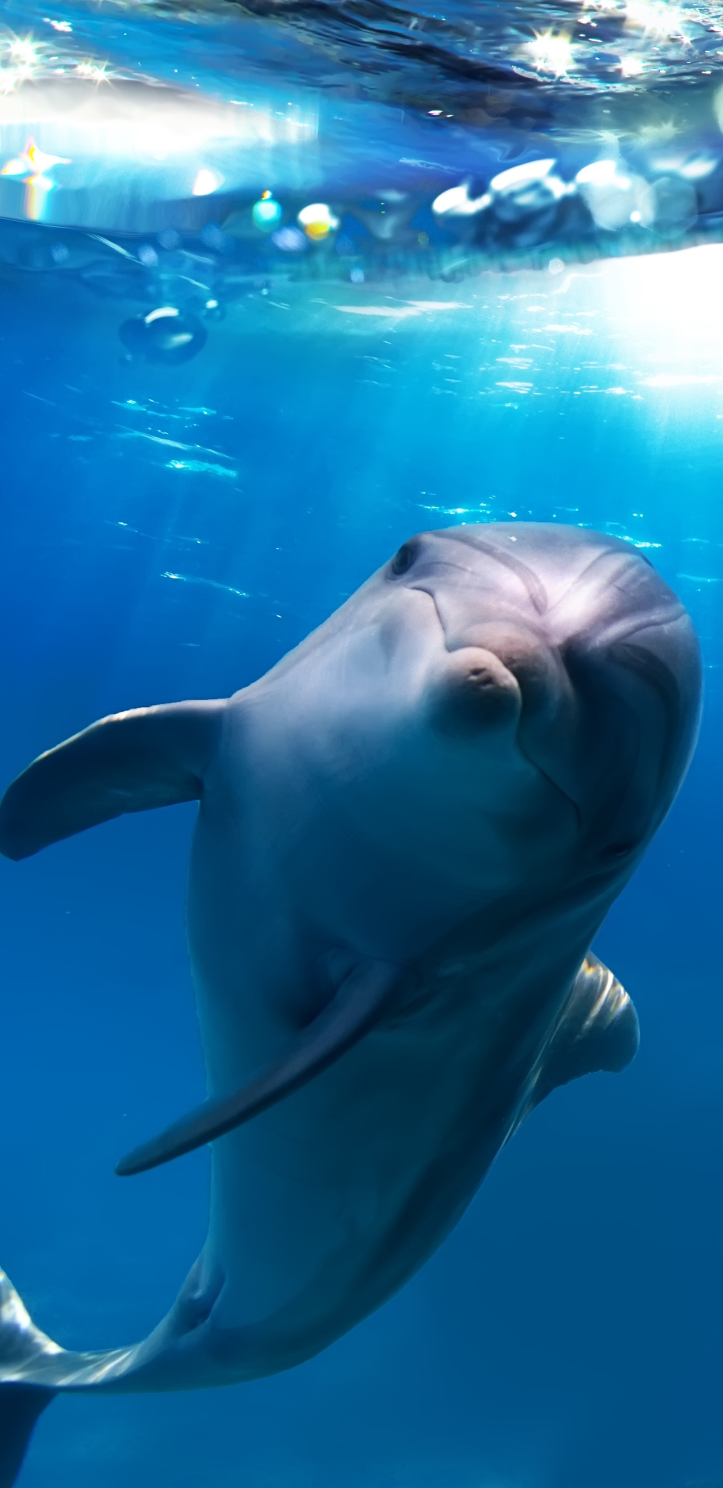 Download mobile wallpaper Animal, Dolphin for free.