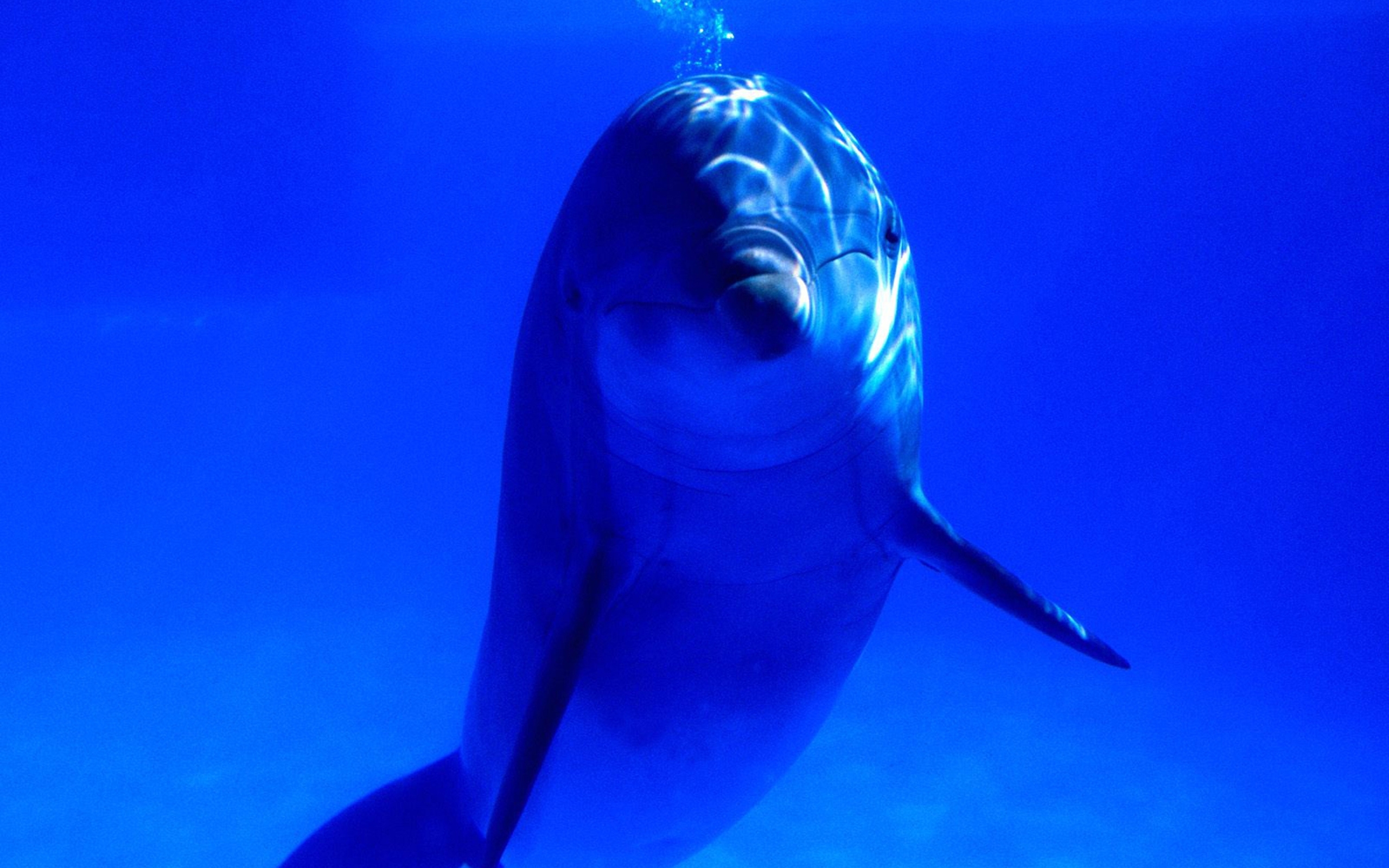 23703 скачать картинку дельфины, животные, море, синие - обои и заставки бесплатно