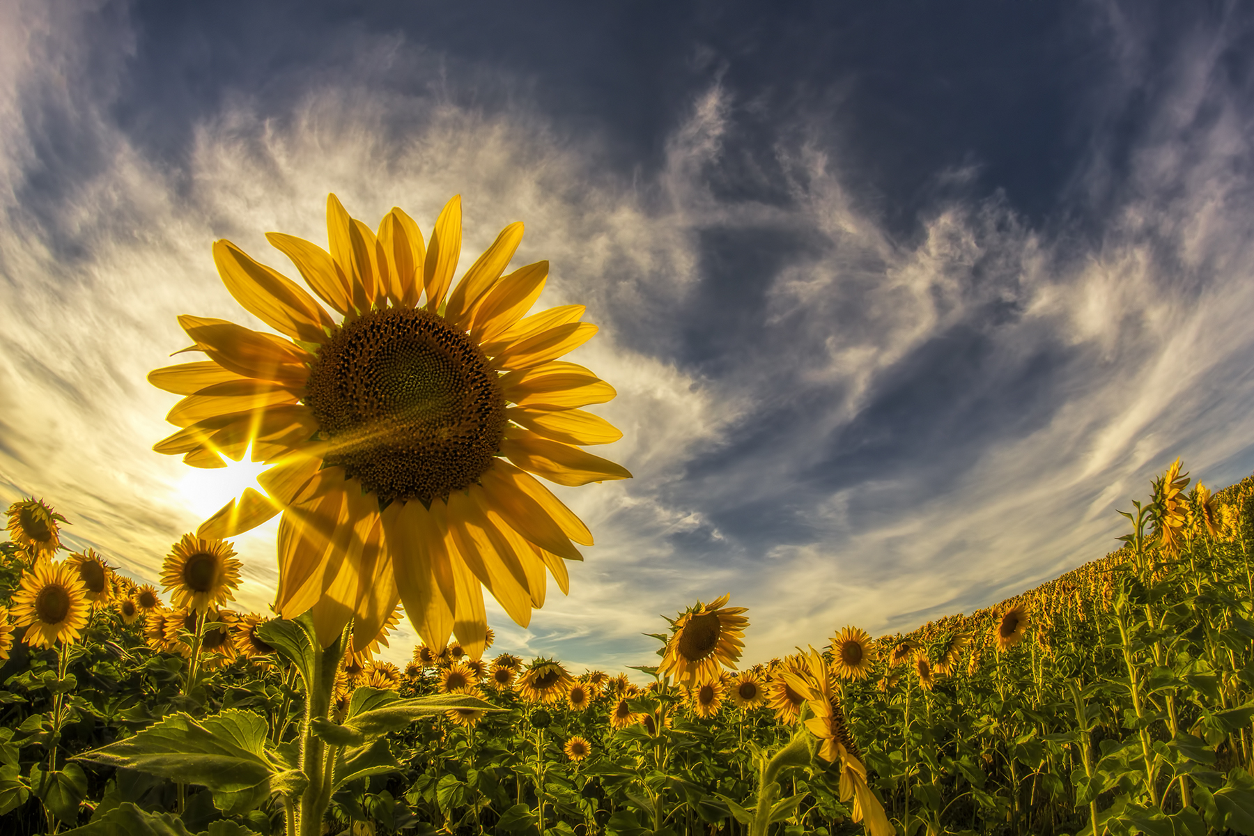 Free download wallpaper Flowers, Close Up, Earth, Sunflower on your PC desktop