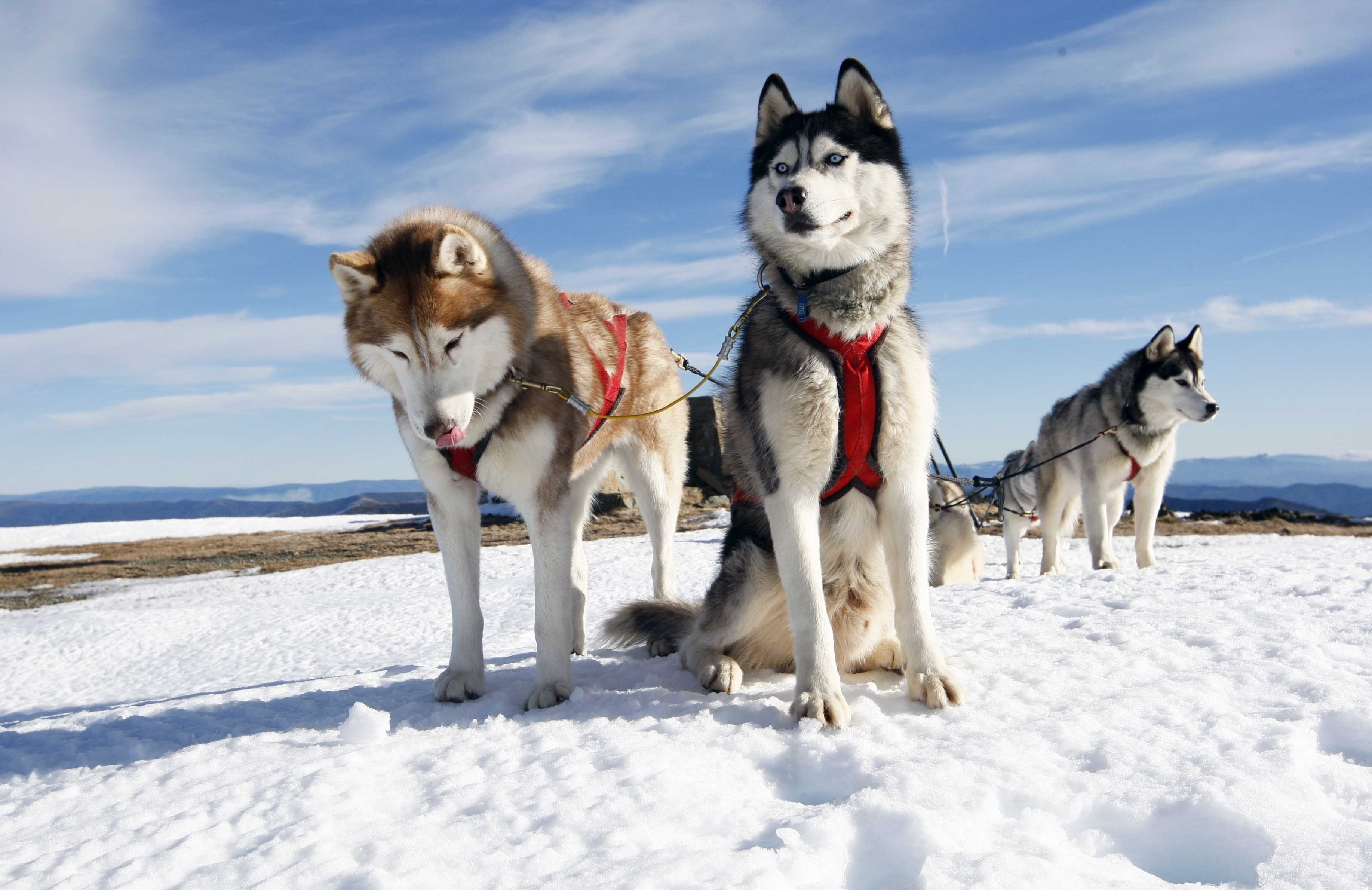 67760 Hintergrundbild herunterladen husky, tiere, hunde, schnee, paar, heiser, alaska - Bildschirmschoner und Bilder kostenlos