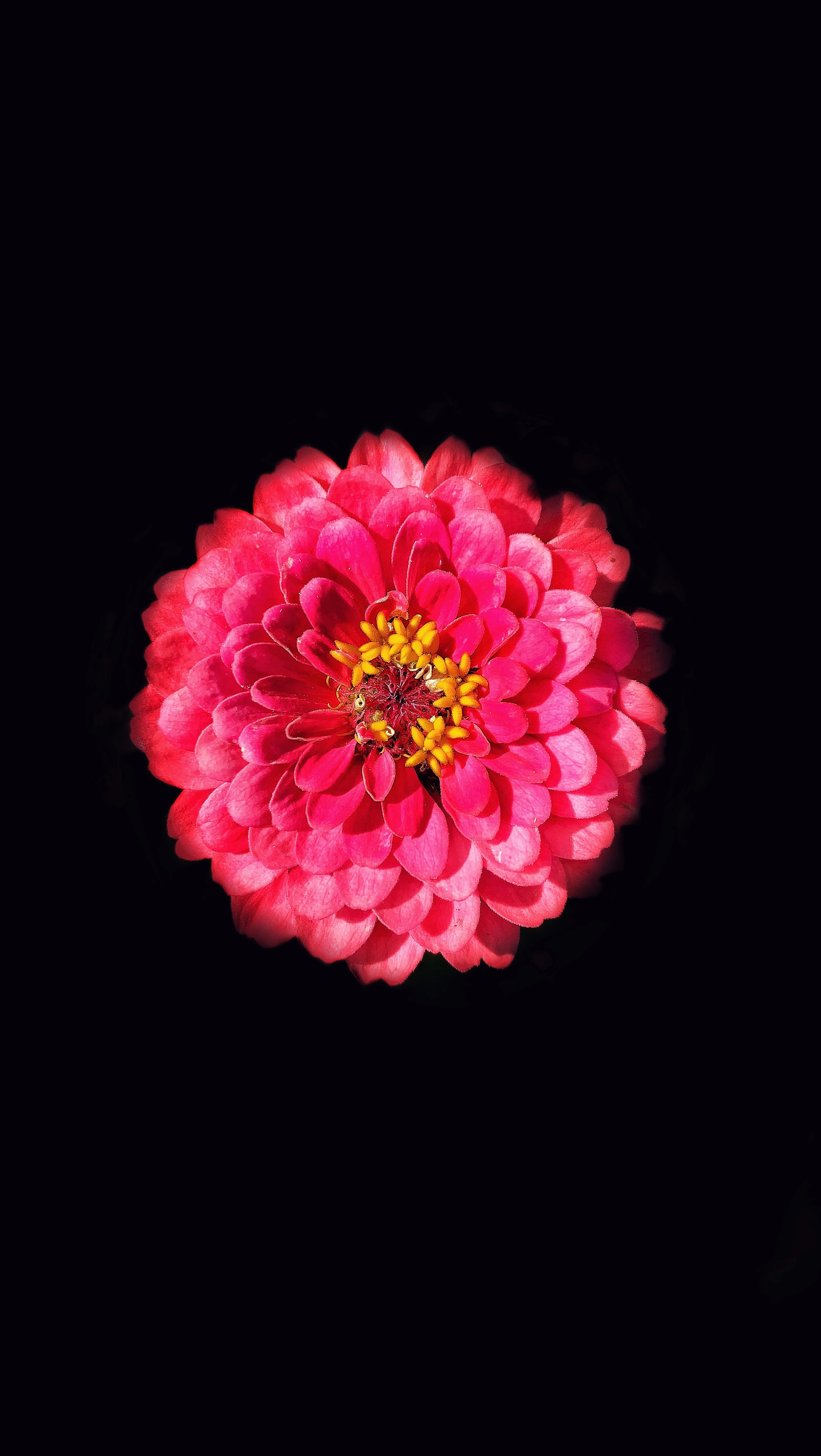 Download mobile wallpaper Zinnia, Flowers, Petals, Photoshop, Flower for free.