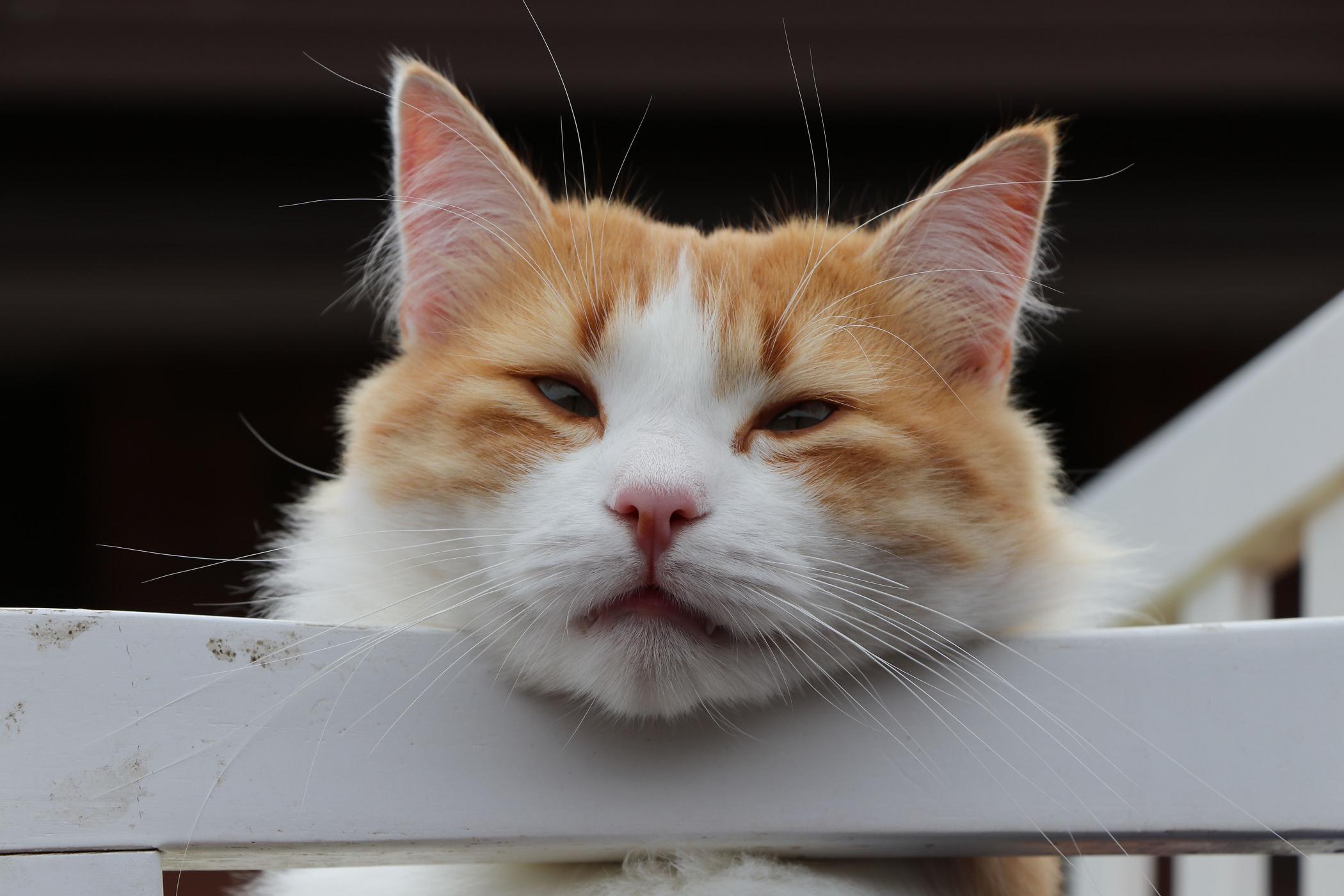 Baixe gratuitamente a imagem Animais, Gatos, Gato na área de trabalho do seu PC