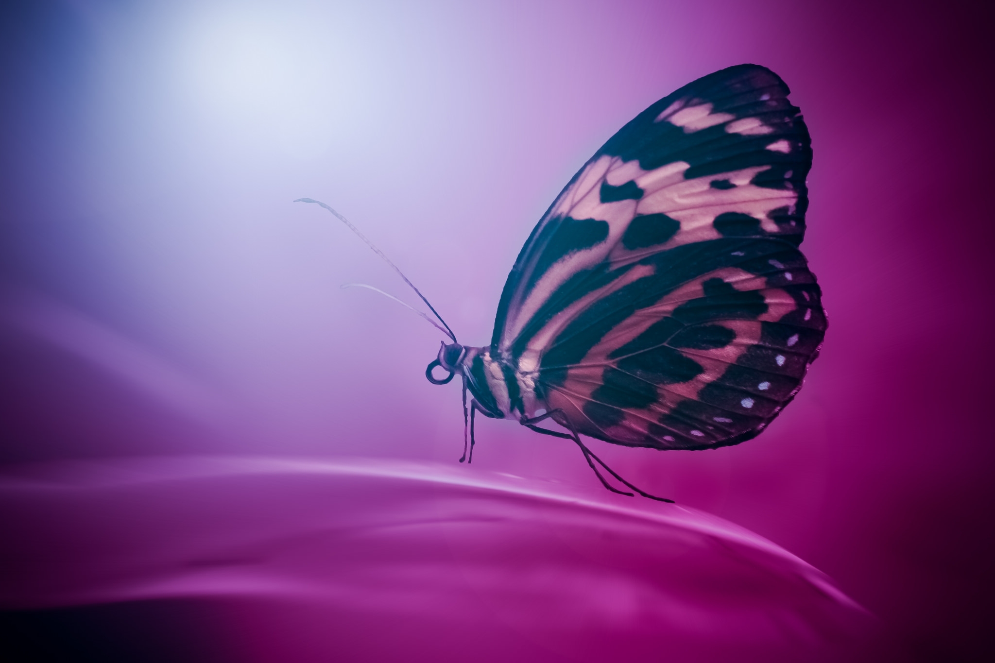 Download mobile wallpaper Petal, Wings, Macro, Butterfly, Surface for free.