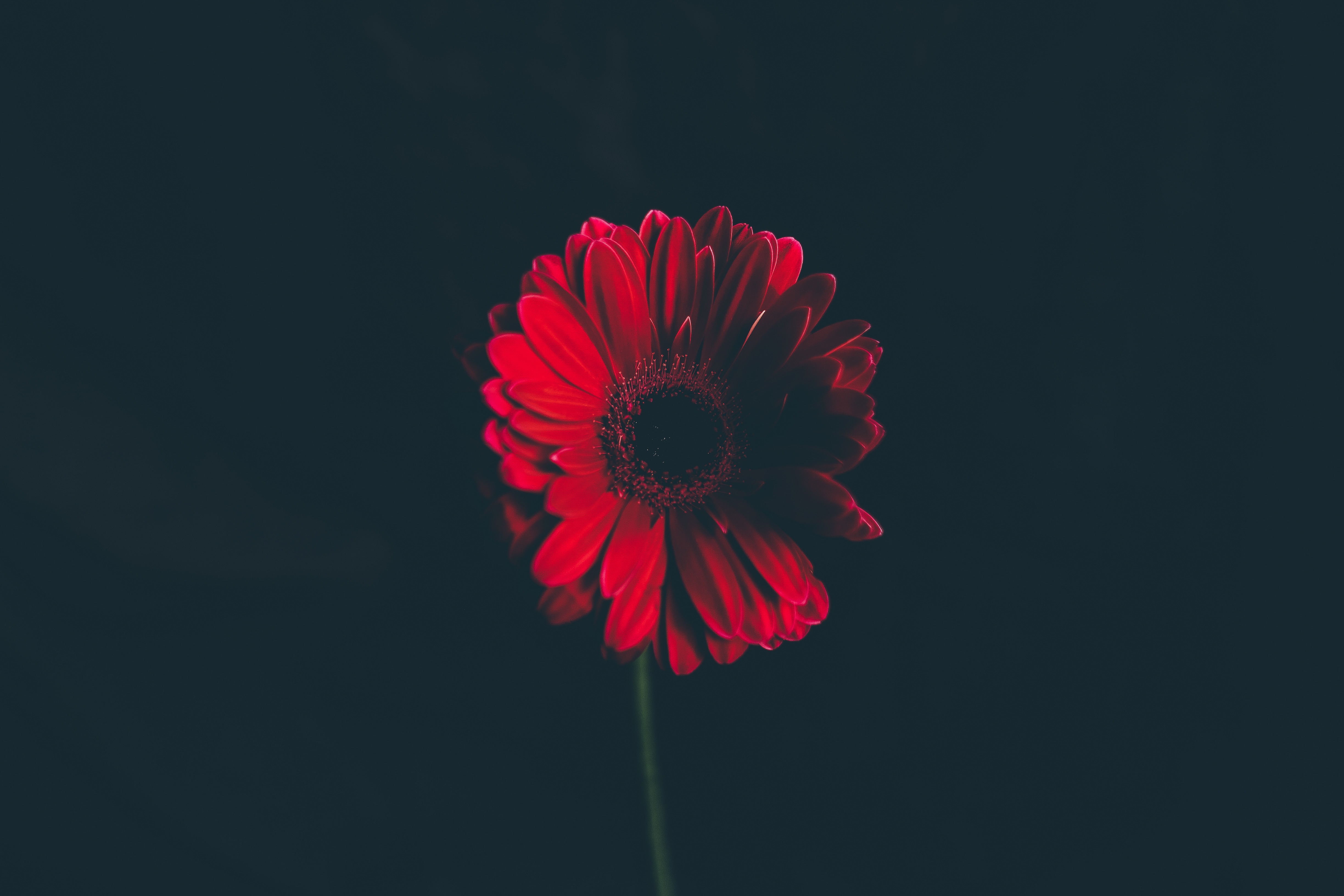 stalk, flower, bud, black background, flowers, red, stem Full HD