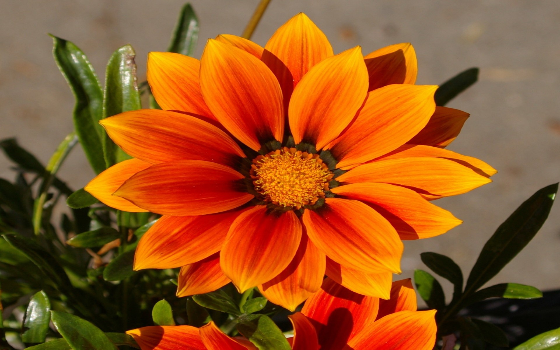 Download mobile wallpaper Flowers, Flower, Close Up, Leaf, Earth, Orange Flower for free.