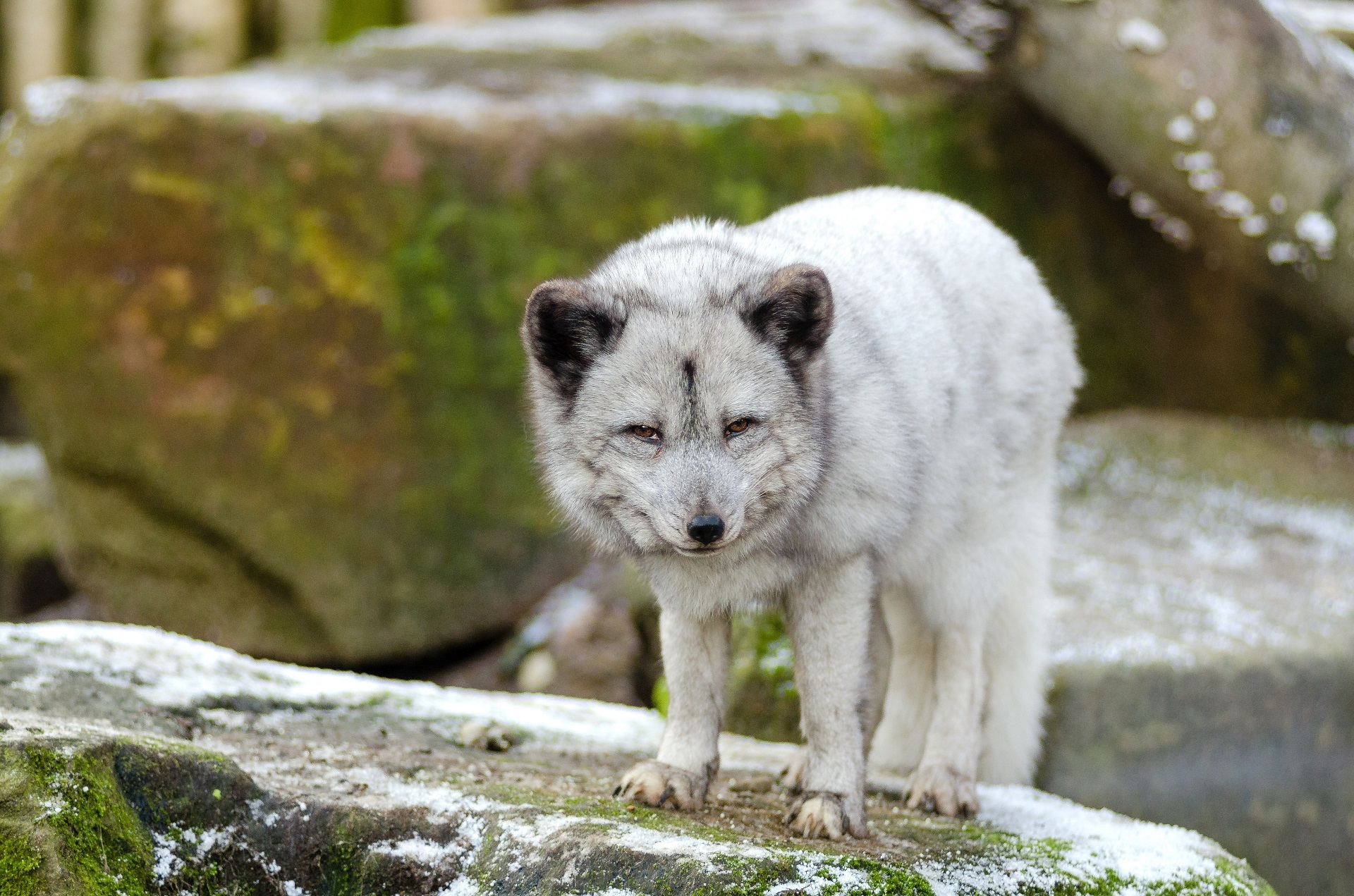 Download mobile wallpaper Dogs, Fox, Animal, Arctic Fox, Mammal for free.