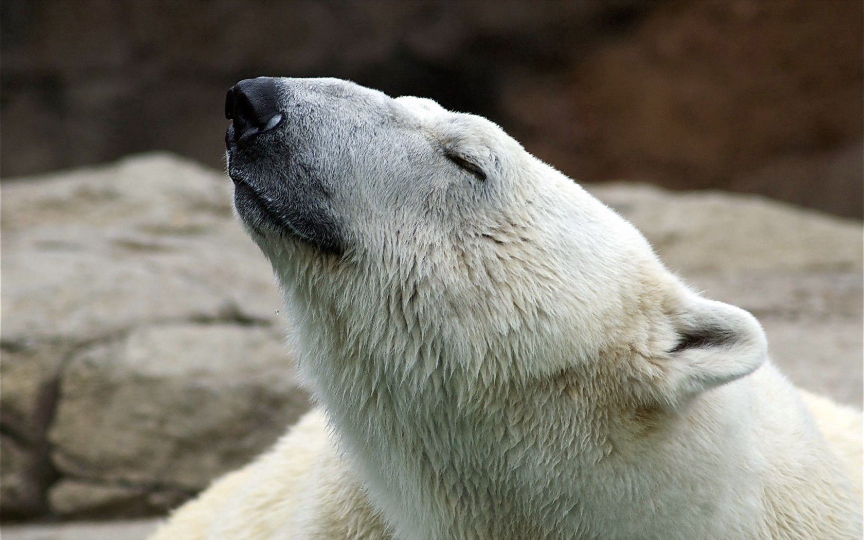 148820壁紙のダウンロード動物, 自然, ホッキョクグマ, 北極熊, ポーズ-スクリーンセーバーと写真を無料で