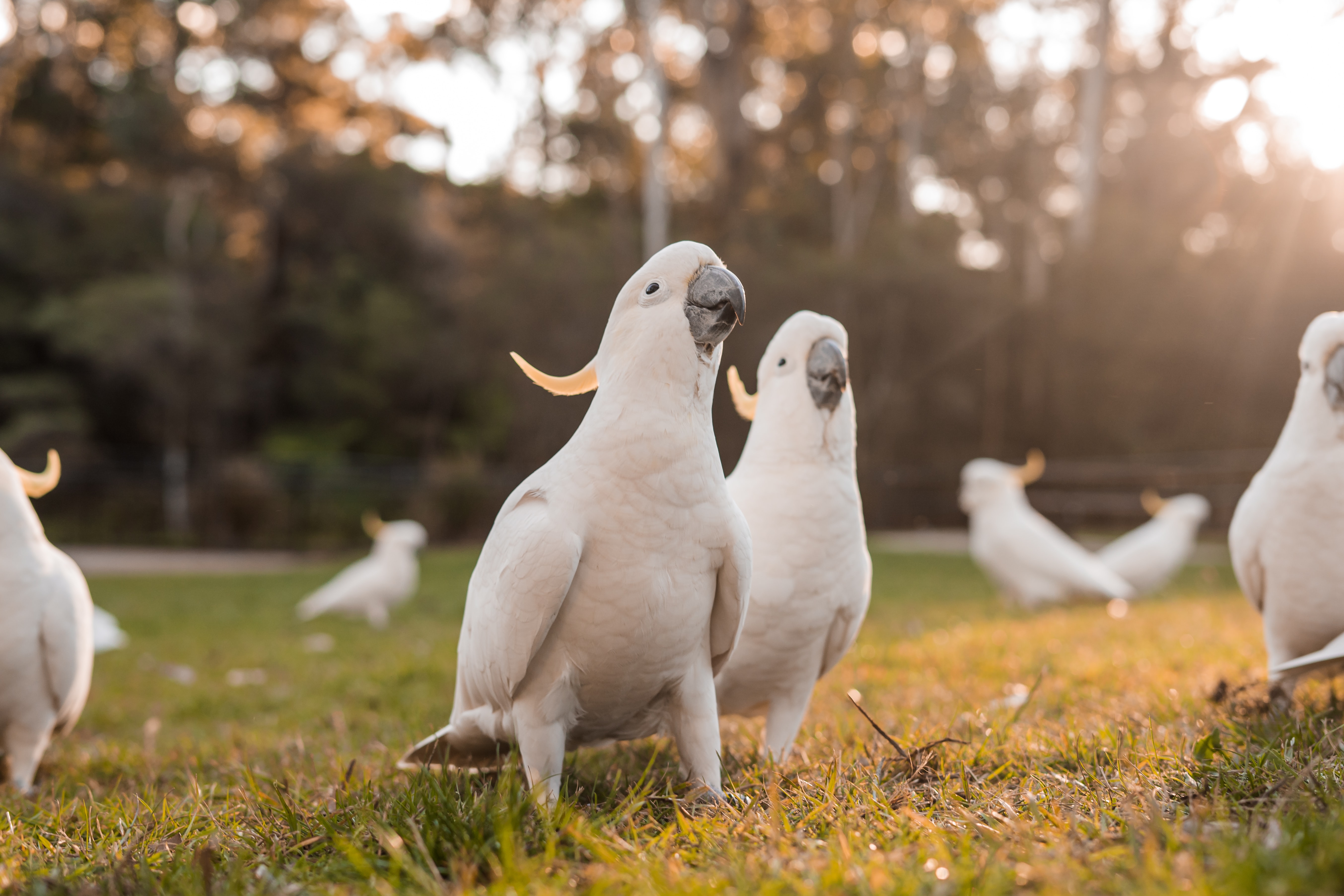 Download mobile wallpaper Birds, Bird, Animal, Sulphur Crested Cockatoo for free.