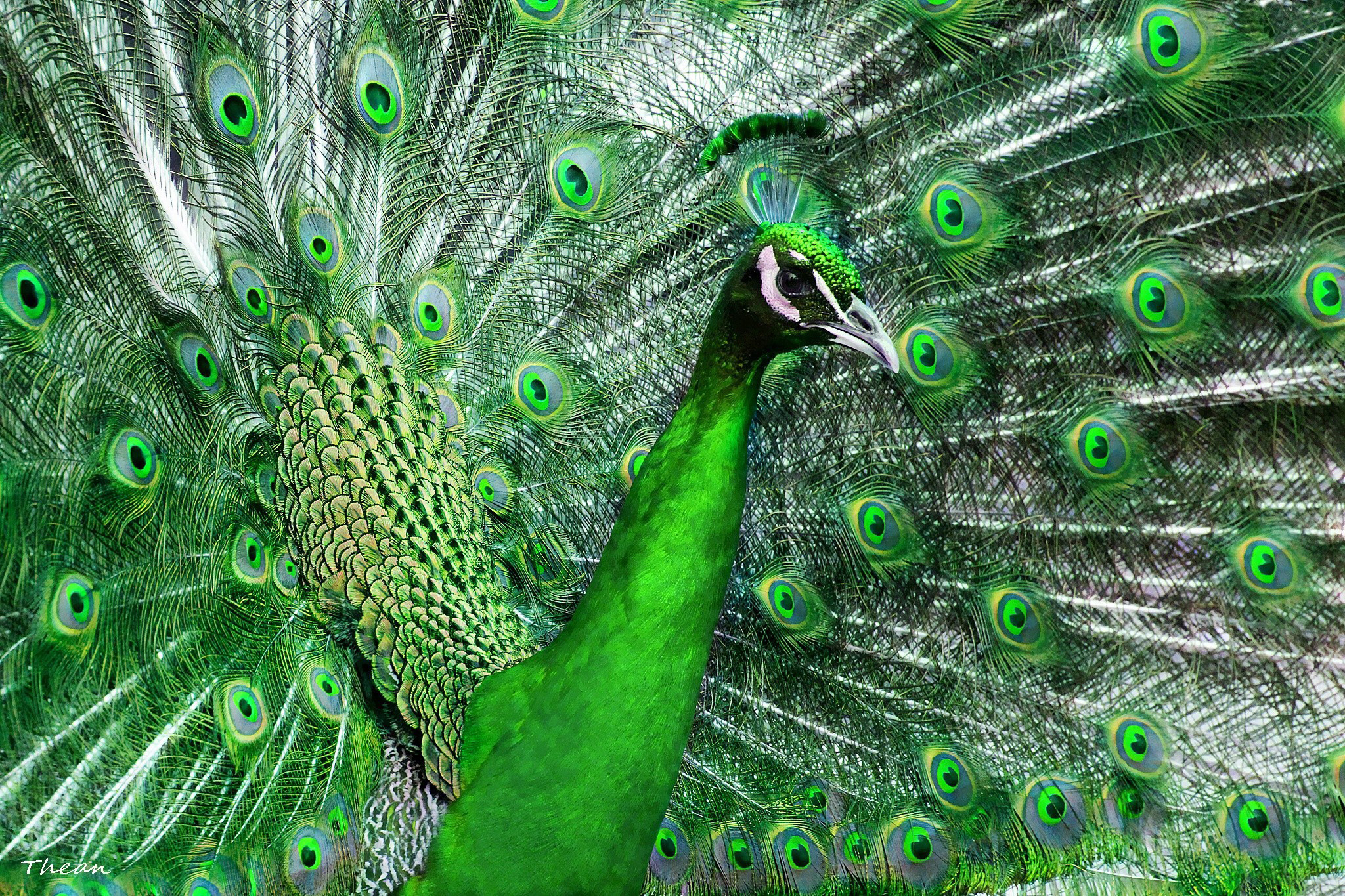 288766 descargar imagen animales, pavo real, aves: fondos de pantalla y protectores de pantalla gratis