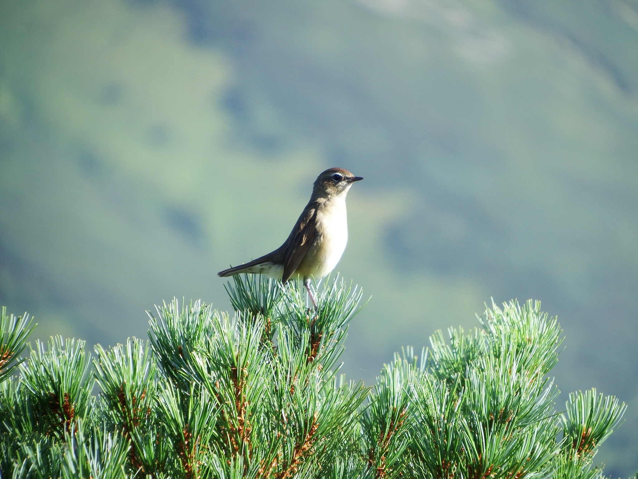 Téléchargez des papiers peints mobile Animaux, Oiseau, Des Oiseaux gratuitement.