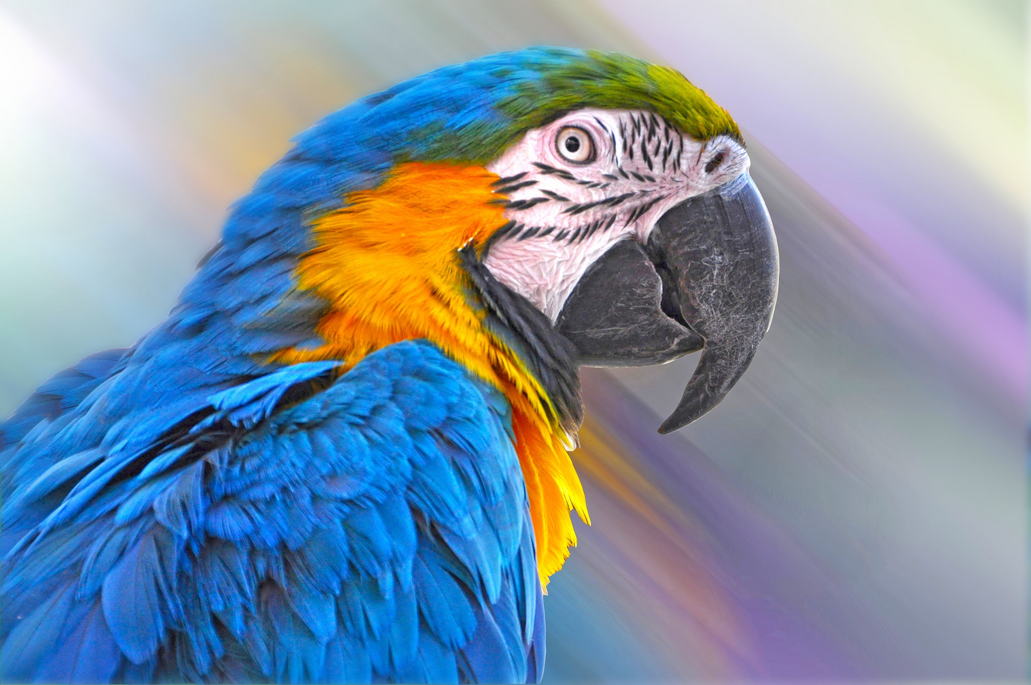 404870 завантажити картинку тварина, синьо жовтий ара, дзьоб, птах, ара, птахи - шпалери і заставки безкоштовно
