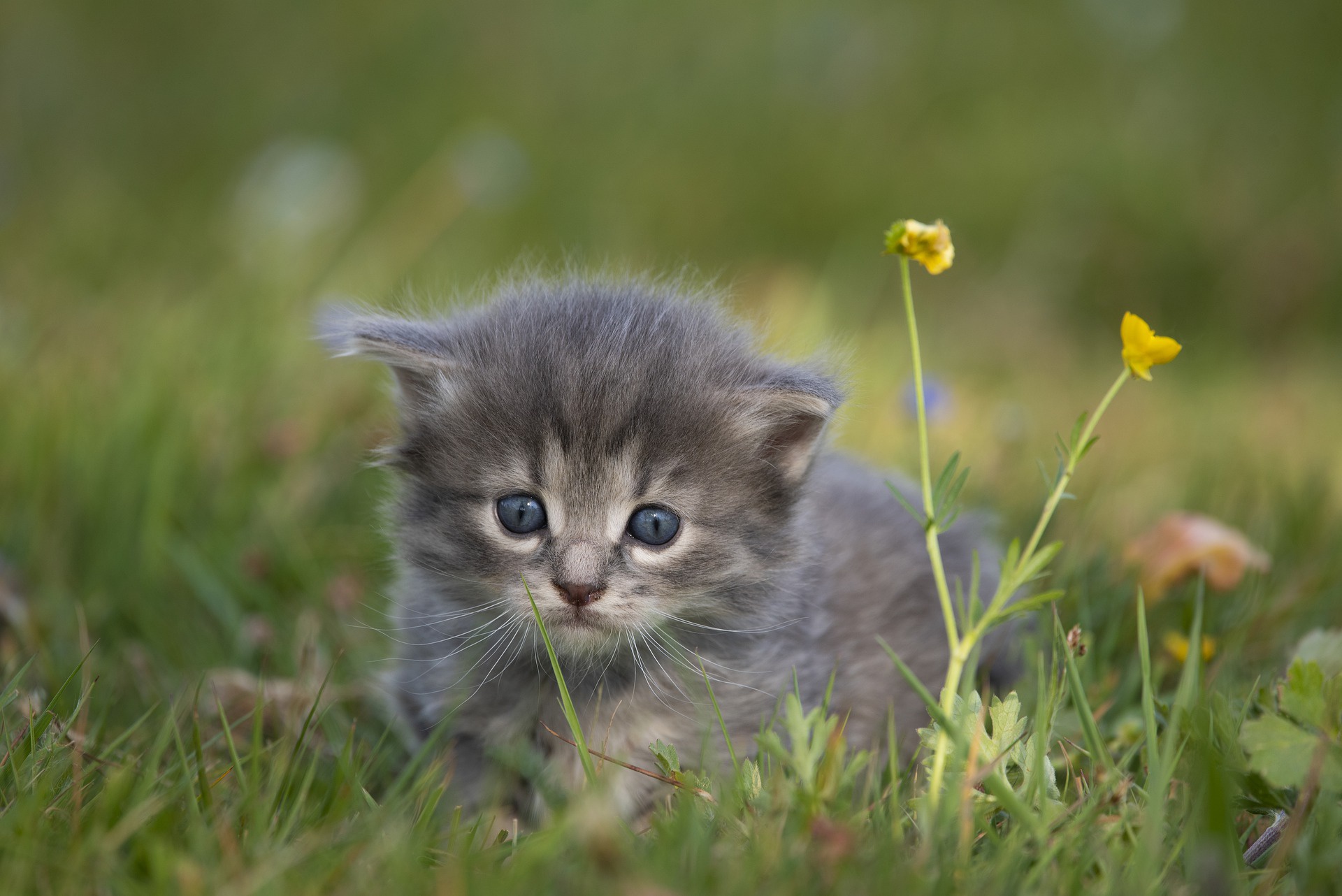 Handy-Wallpaper Tiere, Katzen, Katze, Kätzchen, Tierbaby kostenlos herunterladen.