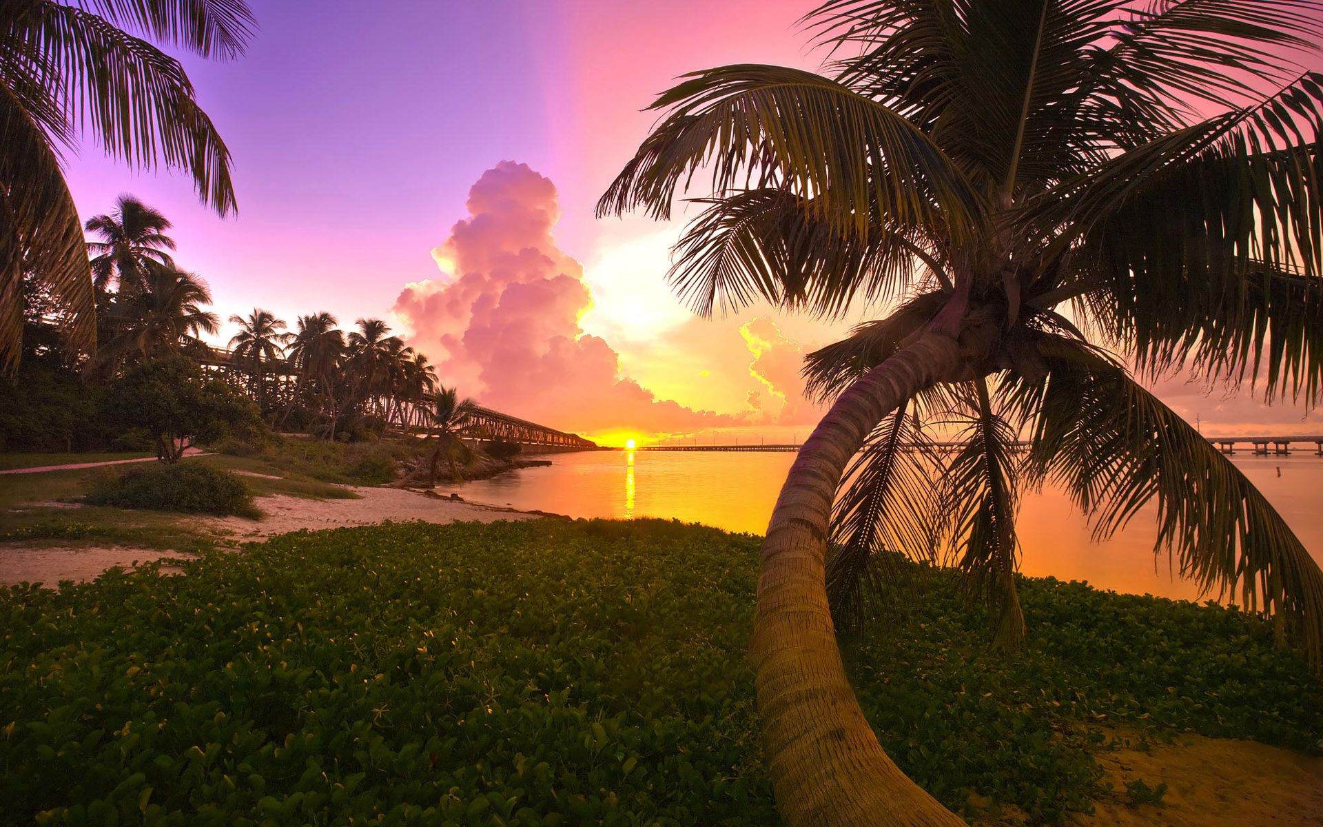palms, landscape, nature, sunset, sea
