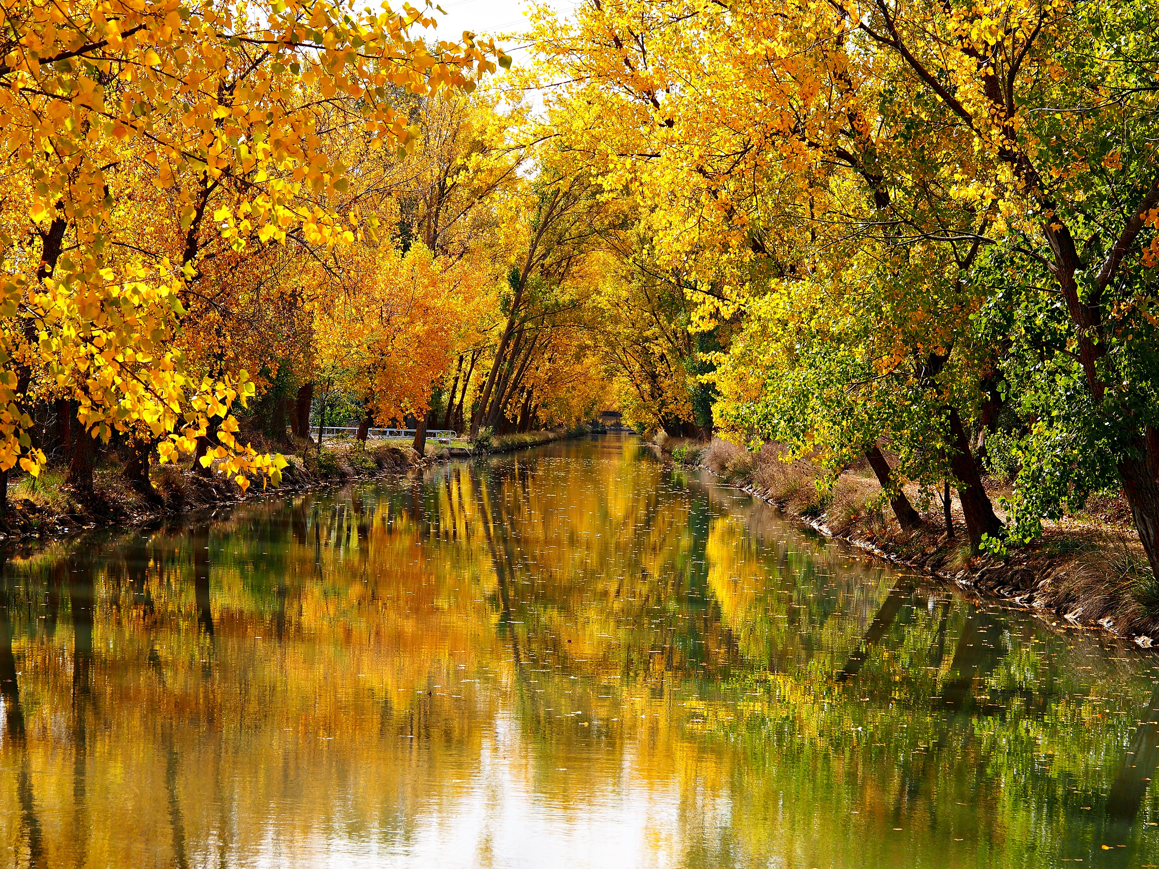 Descarga gratis la imagen Otoño, Rio, Árbol, Tierra/naturaleza, Reflejo en el escritorio de tu PC