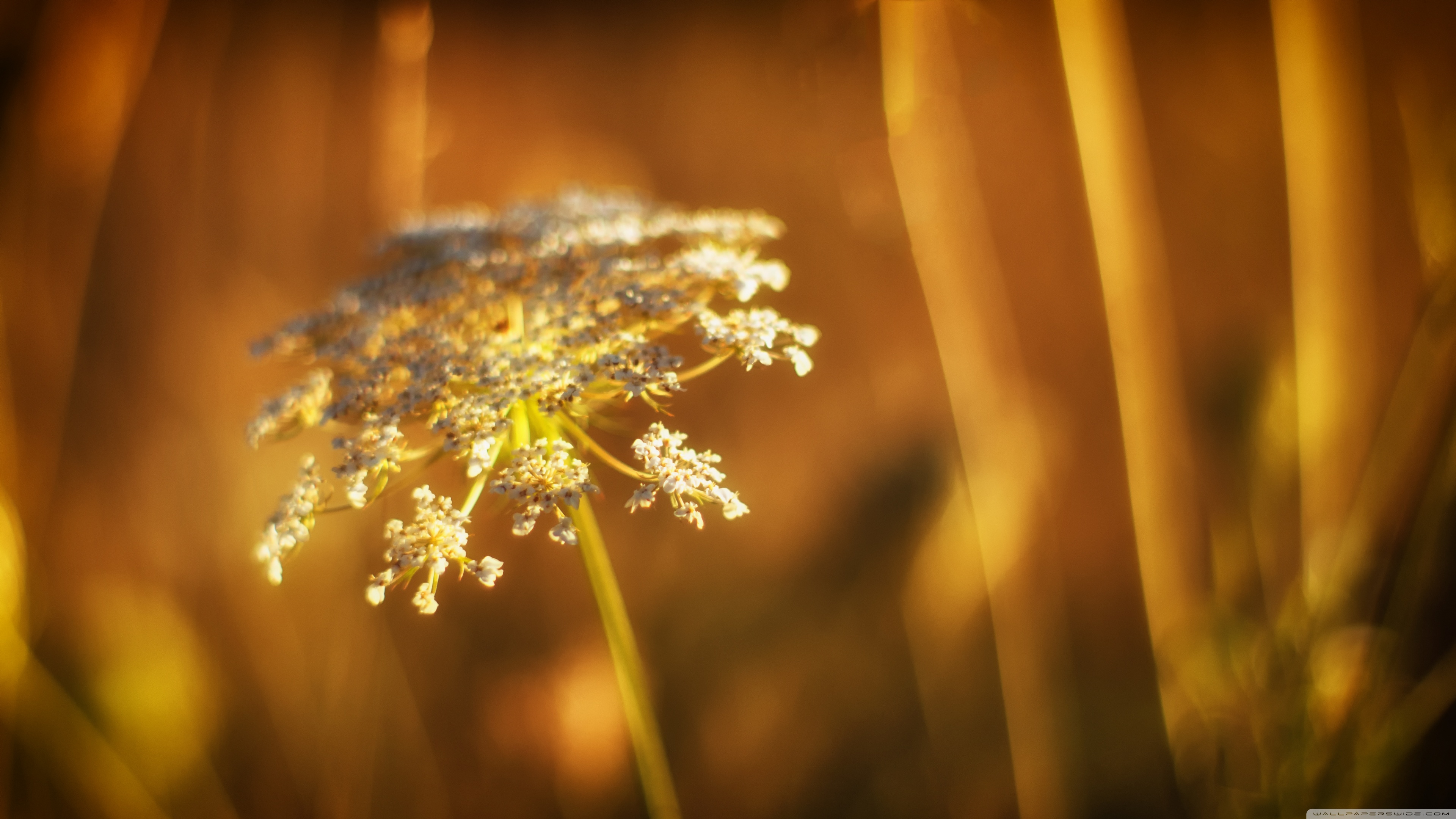 Descarga gratis la imagen Naturaleza, Flores, Flor, Tierra/naturaleza en el escritorio de tu PC