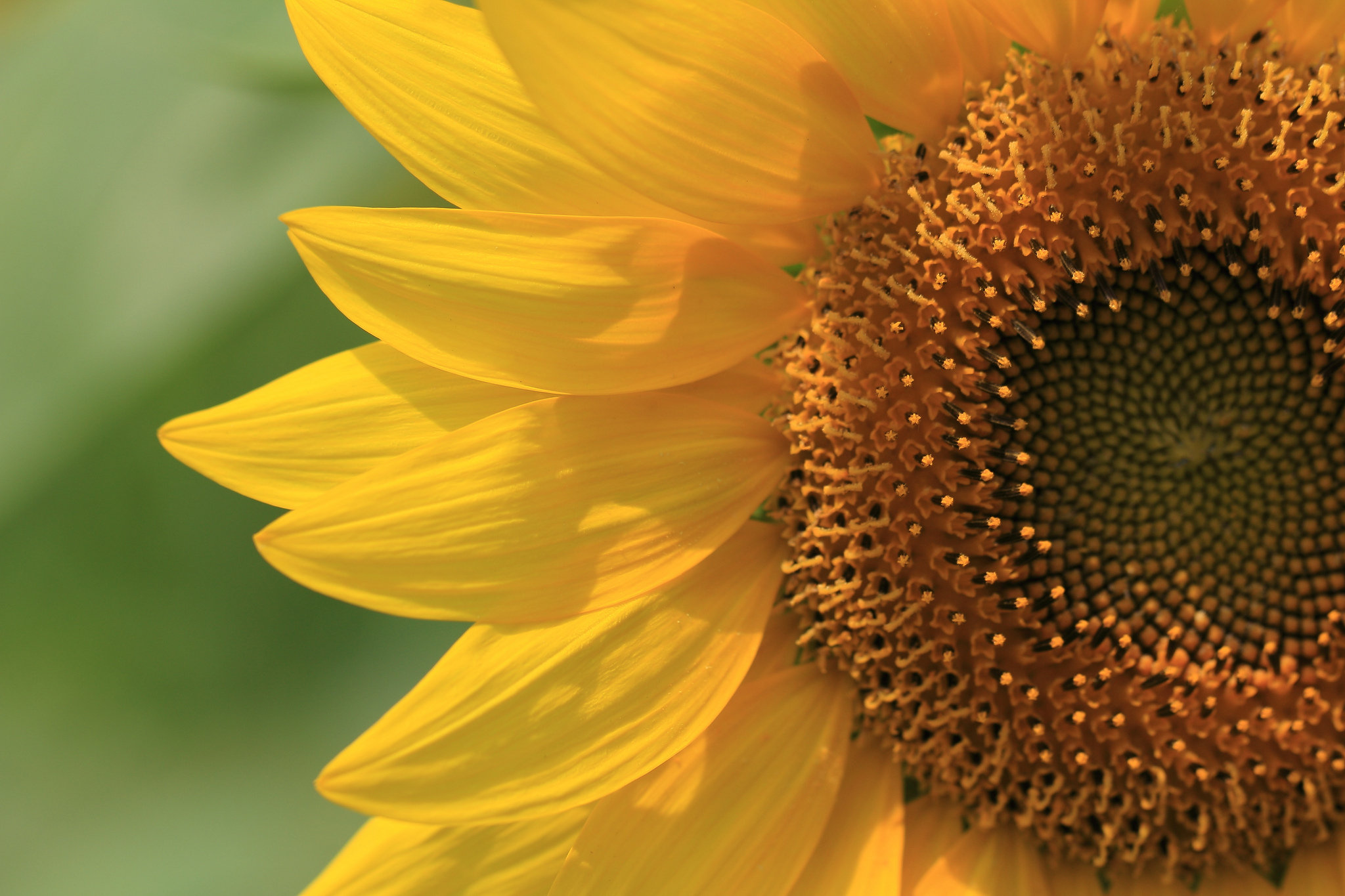Download mobile wallpaper Flowers, Flower, Close Up, Earth, Sunflower, Yellow Flower for free.