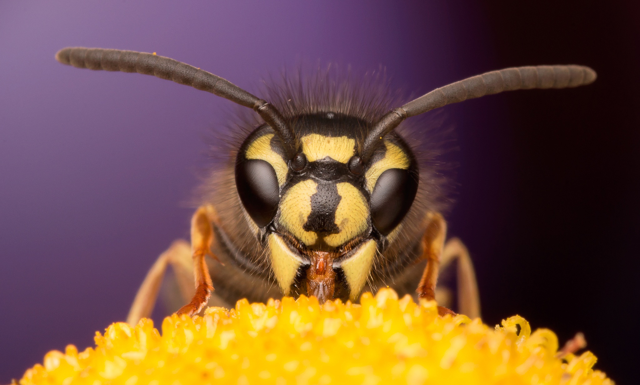 Téléchargez gratuitement l'image Animaux, Insectes, Macro, Insecte, Abeille sur le bureau de votre PC