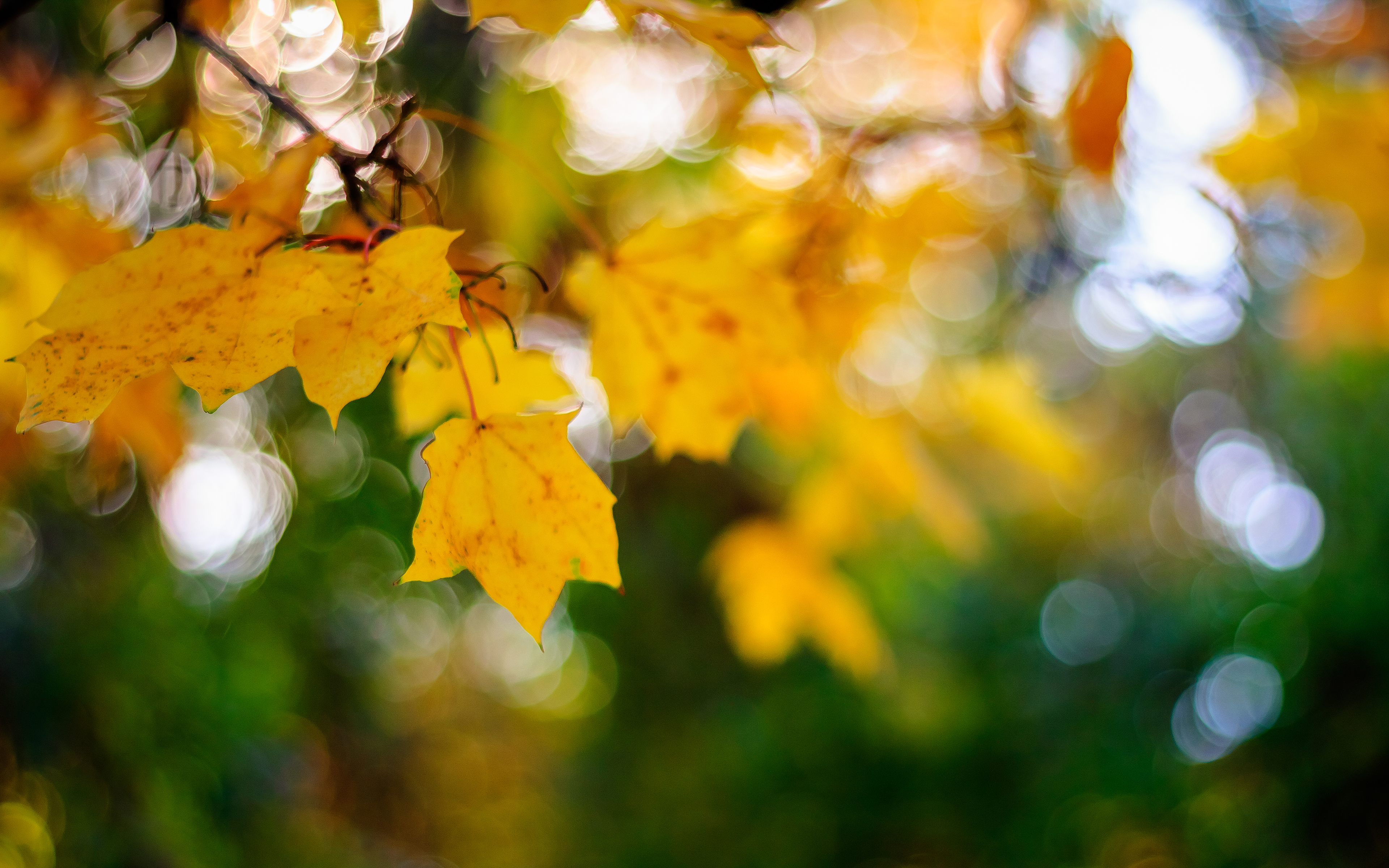 Скачать обои бесплатно Осень, Макро, Лист, Боке, Земля/природа картинка на рабочий стол ПК