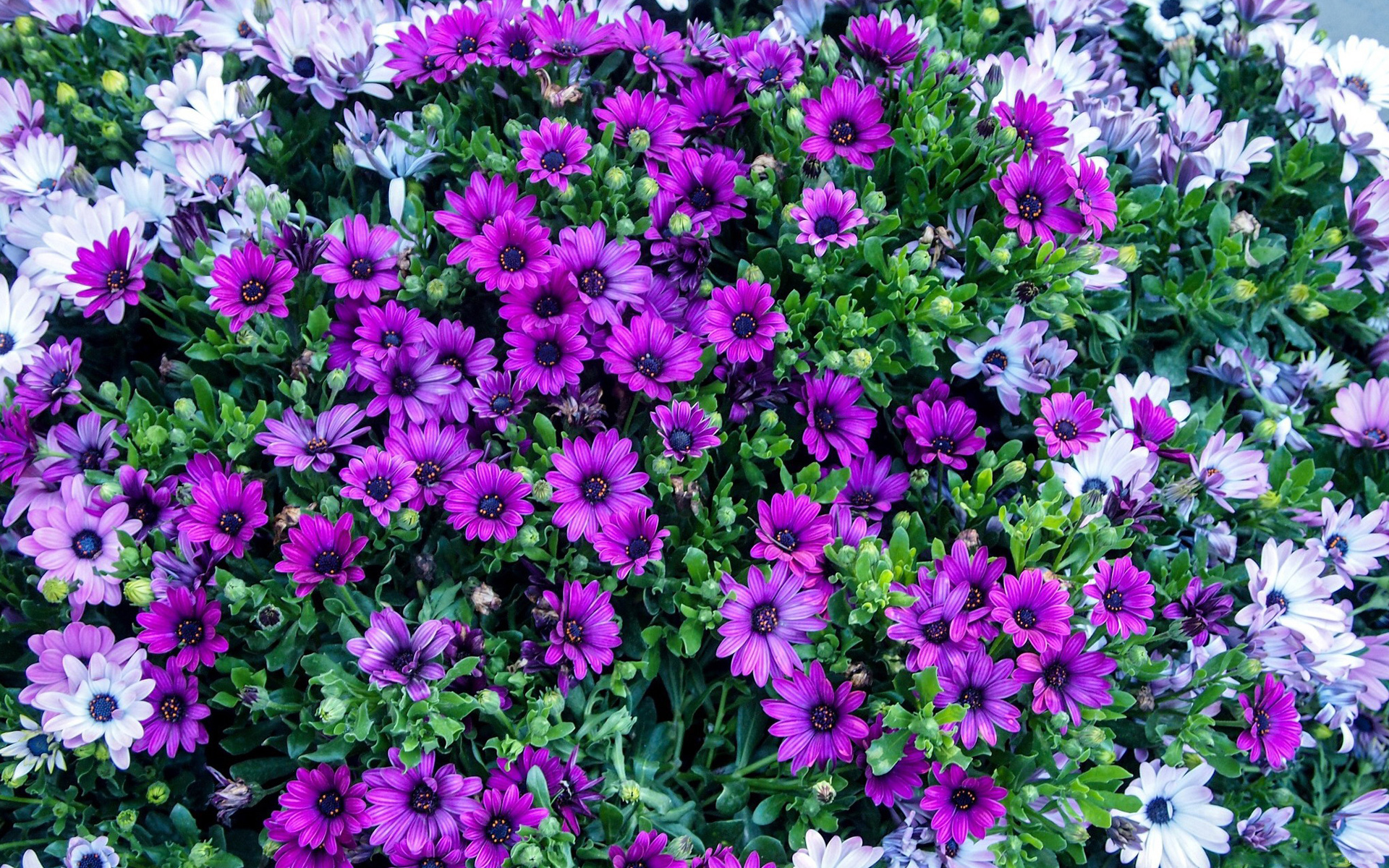 Download mobile wallpaper Flowers, Flower, Earth, Blossom, Purple Flower for free.