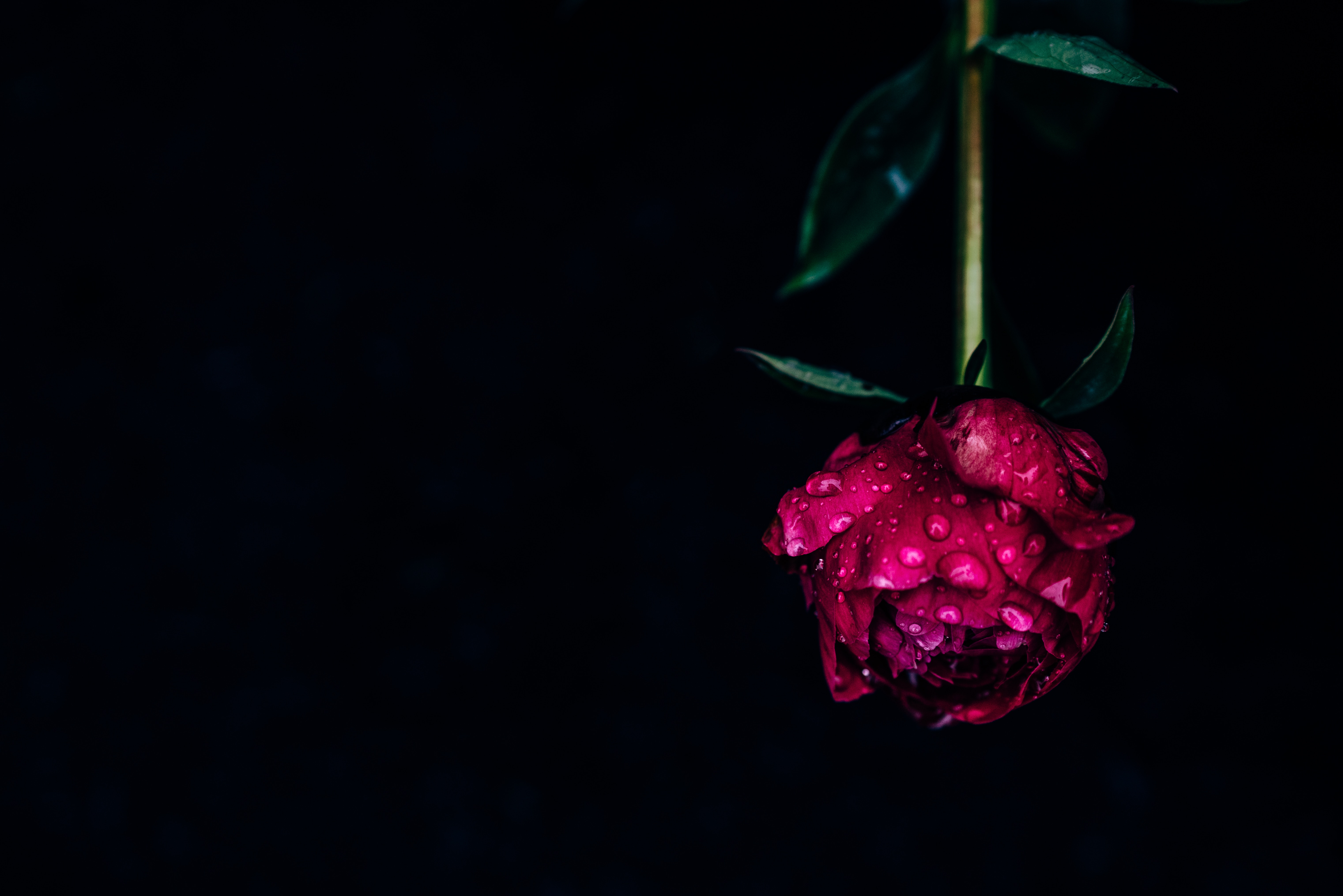 Download background drops, pink, dark, flowers, flower, wet, dew, pion, peony