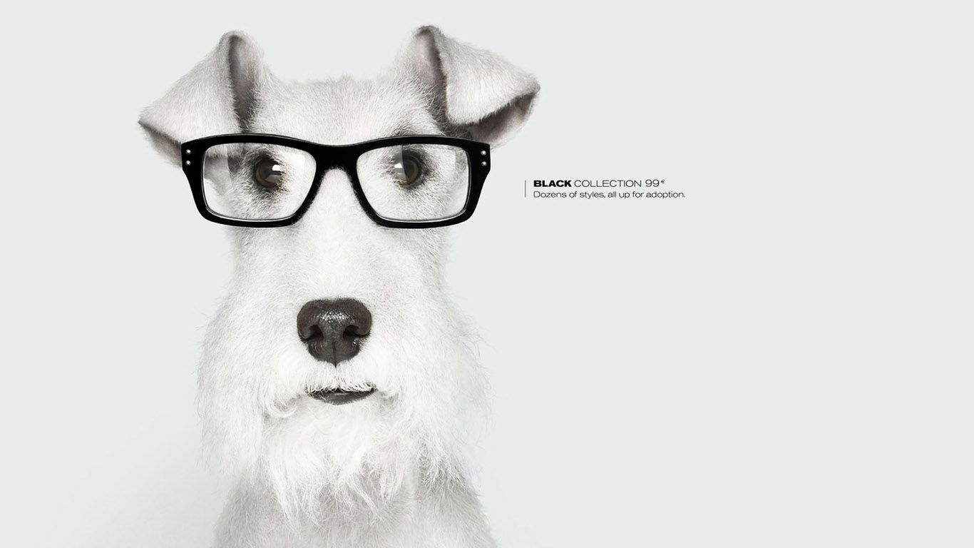 Baixe gratuitamente a imagem Animais, Cães, Cão na área de trabalho do seu PC