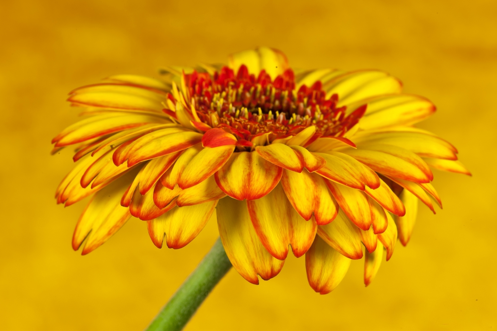 Téléchargez gratuitement l'image Fleurs, Fleur, Terre/nature sur le bureau de votre PC