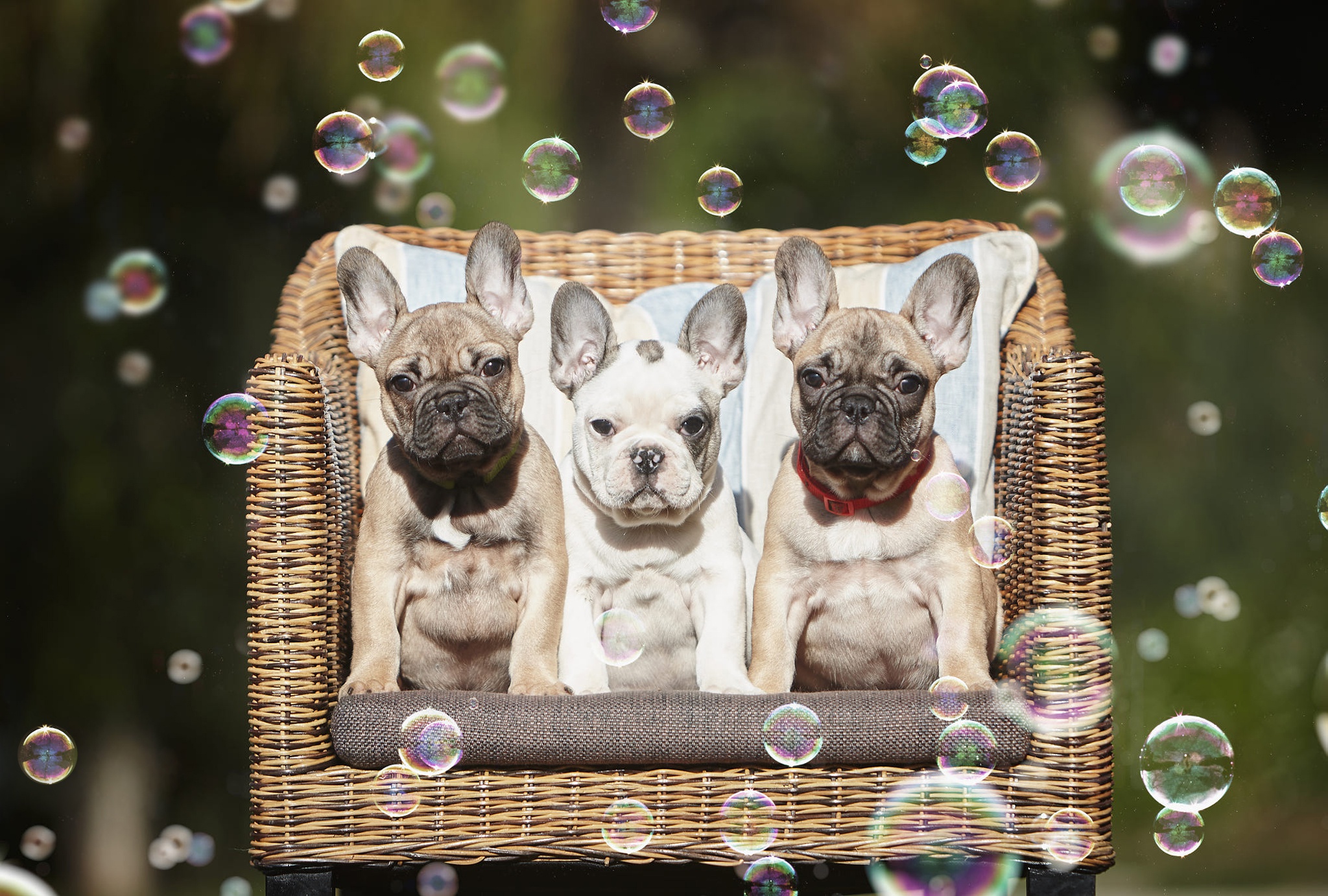 Free download wallpaper Dogs, Dog, Animal, Puppy, Bubble, French Bulldog, Baby Animal on your PC desktop