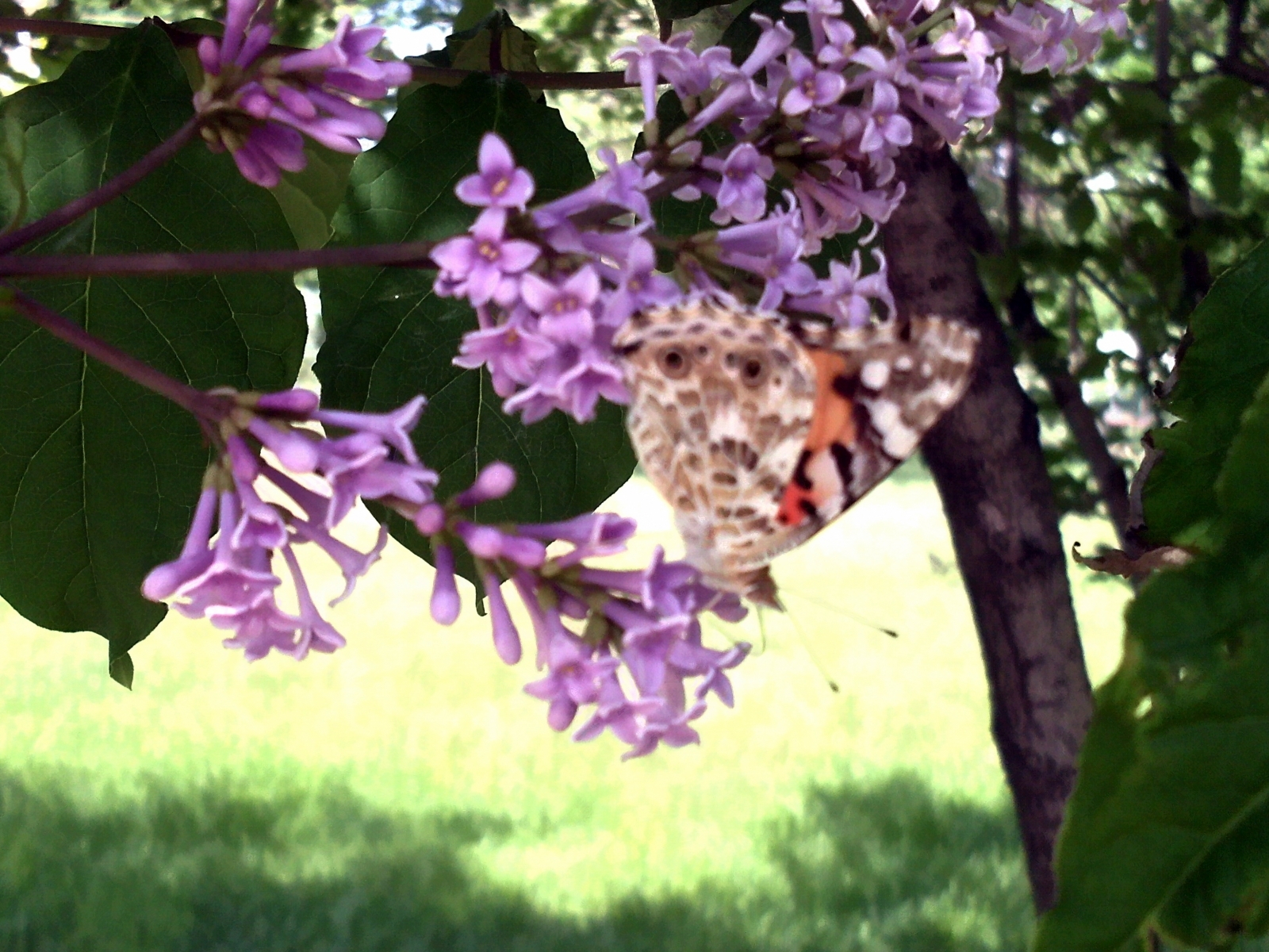 Завантажити шпалери безкоштовно Рослини, Комахи, Метелики картинка на робочий стіл ПК