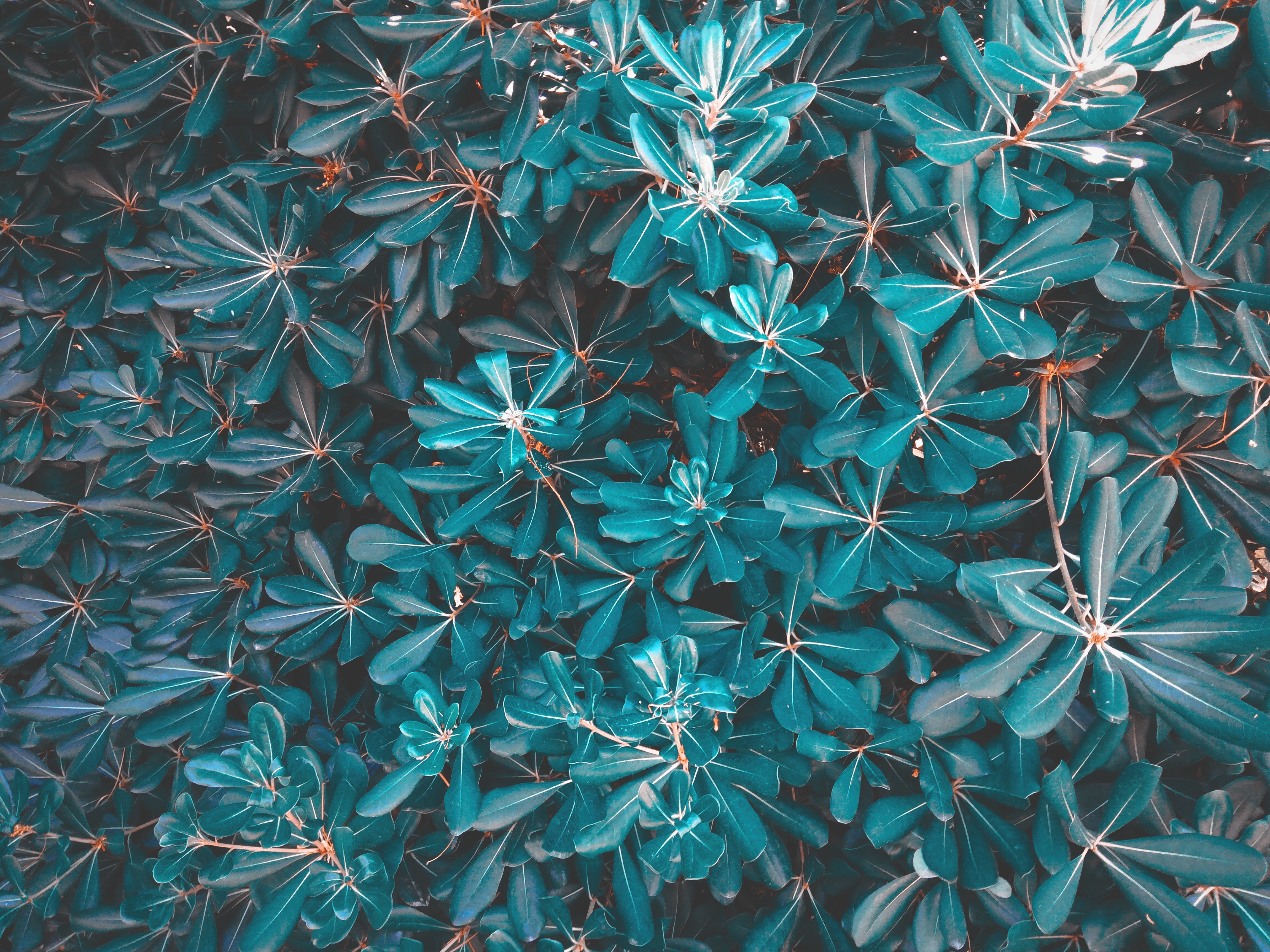 Скачать картинку Природа, Голубой, Листья, Растение в телефон бесплатно.