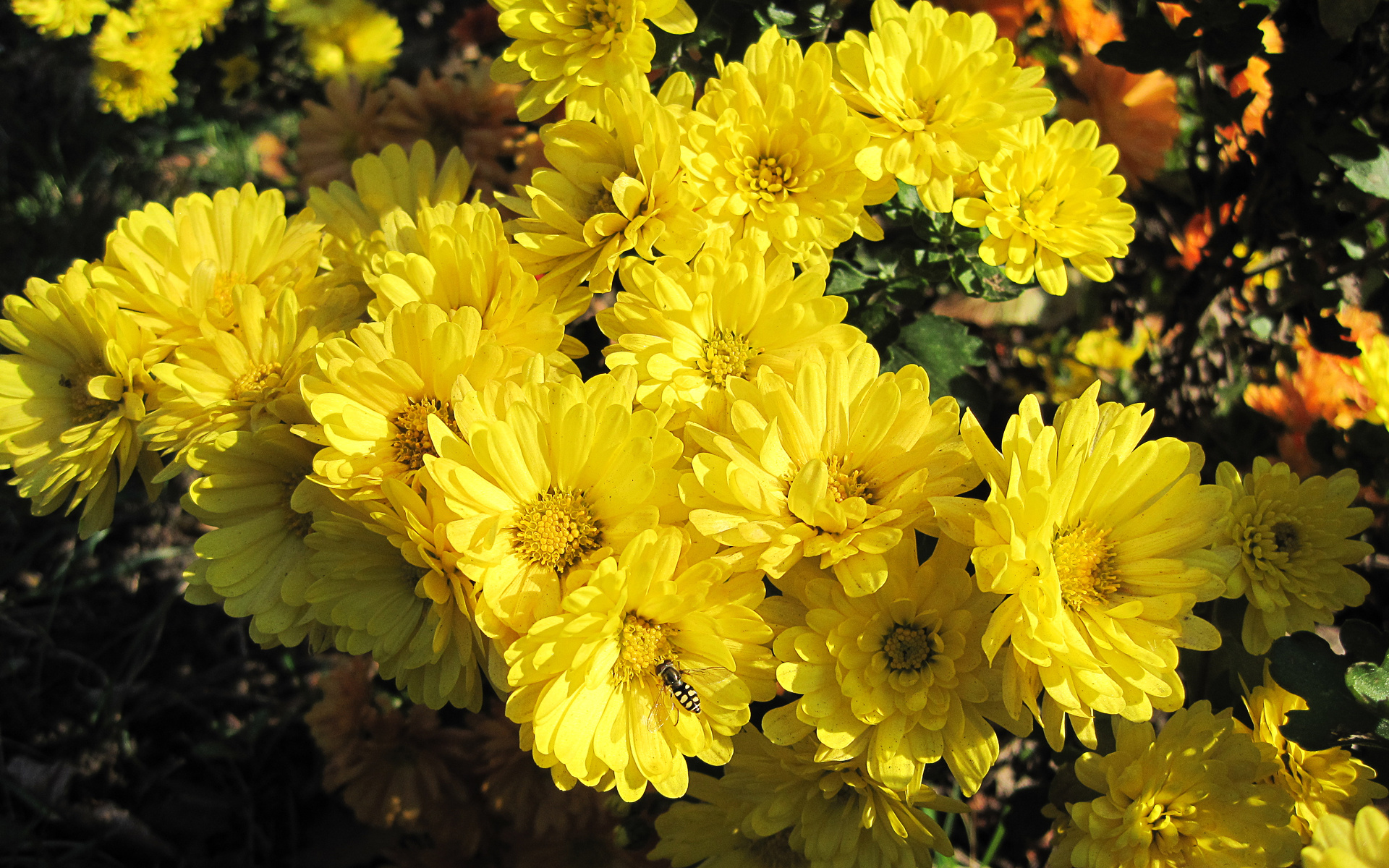 Descarga gratis la imagen Flores, Flor, Tierra/naturaleza en el escritorio de tu PC