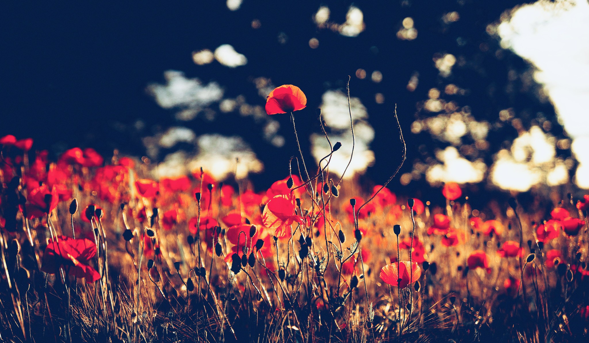 Handy-Wallpaper Blumen, Mohn, Sommer, Blume, Rote Blume, Erde/natur kostenlos herunterladen.